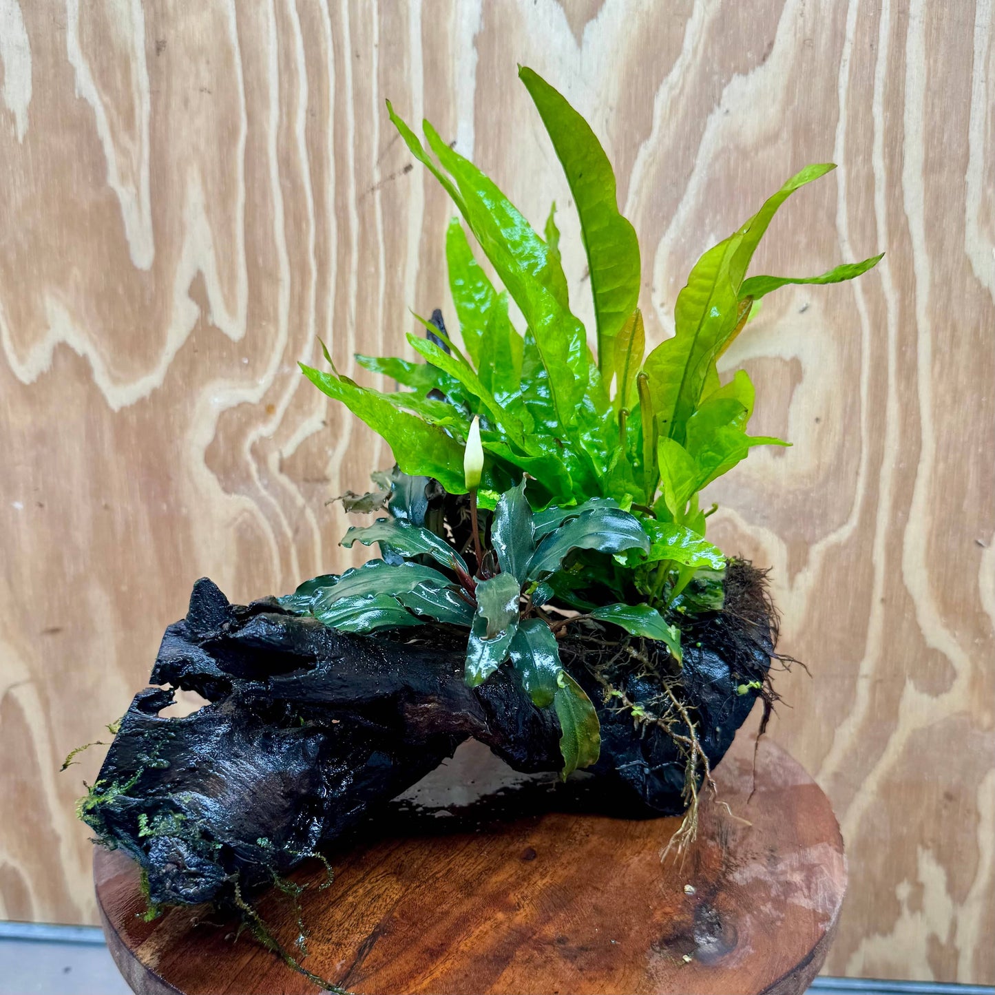 Scapeshop.com.au One Only Double Bucephalandra plus Indo Microsorum (Java Fern) Driftwood Creation - One Only - Lush Double Bucephalandra plus Indo Microsorum (Java Fern) Driftwood Creation - One Only - Lush