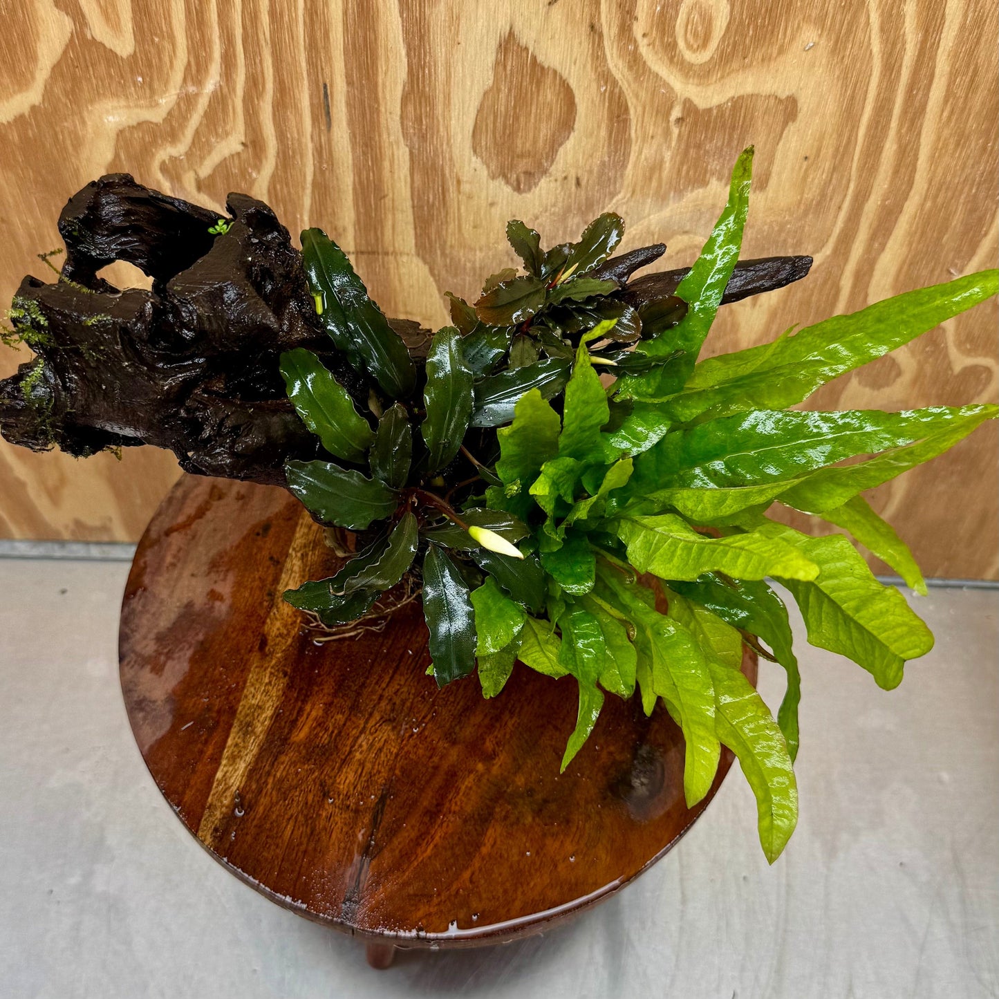 Scapeshop.com.au One Only Double Bucephalandra plus Indo Microsorum (Java Fern) Driftwood Creation - One Only - Lush Double Bucephalandra plus Indo Microsorum (Java Fern) Driftwood Creation - One Only - Lush