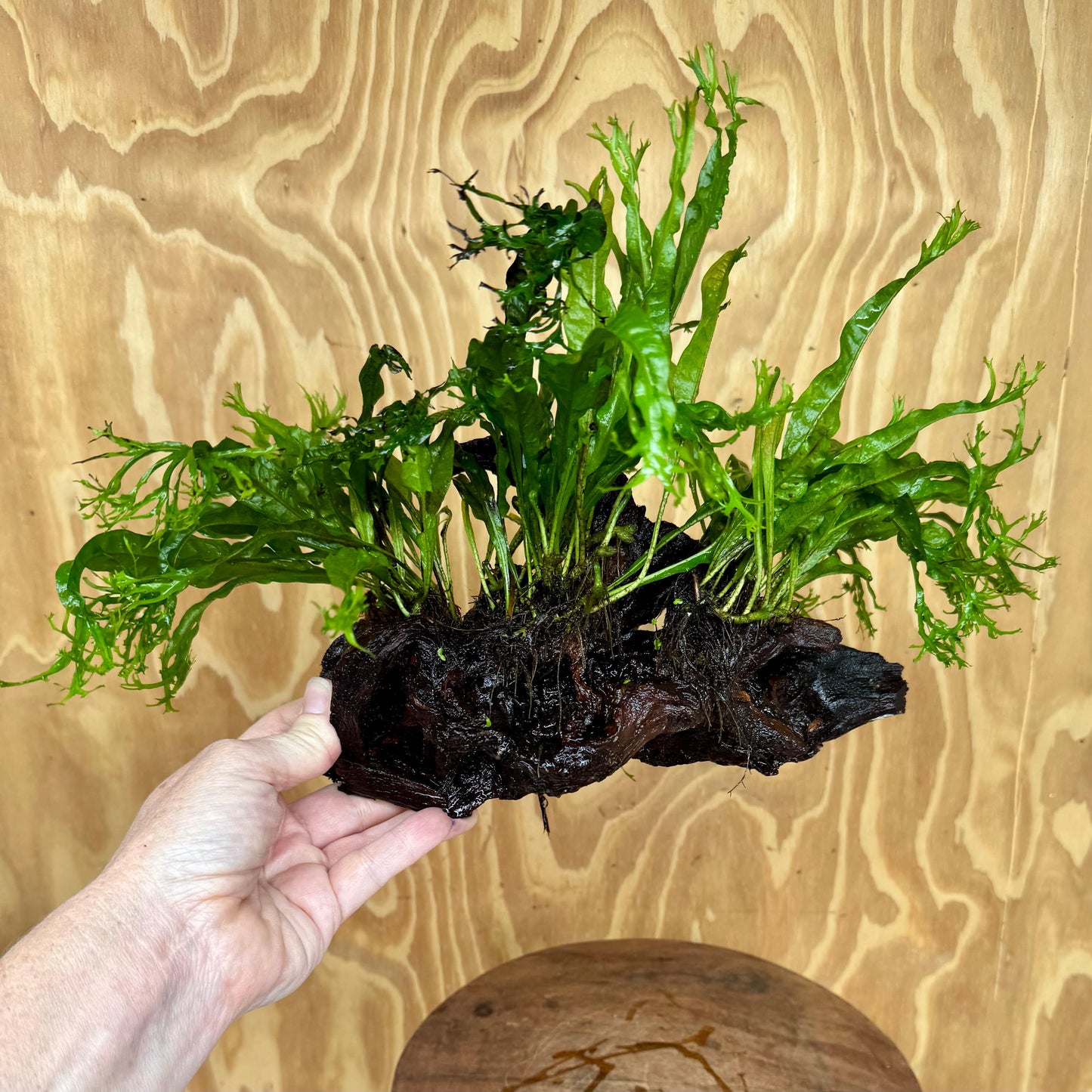 Scapeshop.com.au One Only Double Crested Microsorum (Java Fern) Driftwood Creation - One Only - Ruffled Double Crested Microsorum (Java Fern) Driftwood Creation - One Only - Ruffled