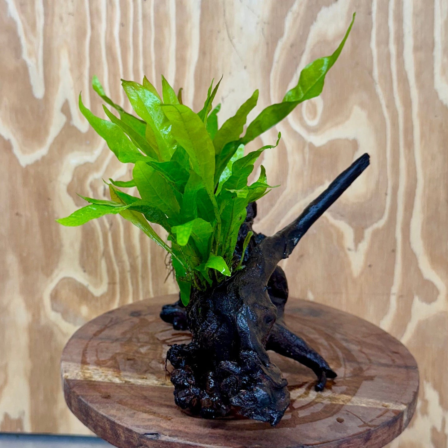 Scapeshop.com.au One Only Double Indo Microsorum Driftwood Creation - One Only - Sensational Double Indo Microsorum Driftwood Creation - One Only - Sensational