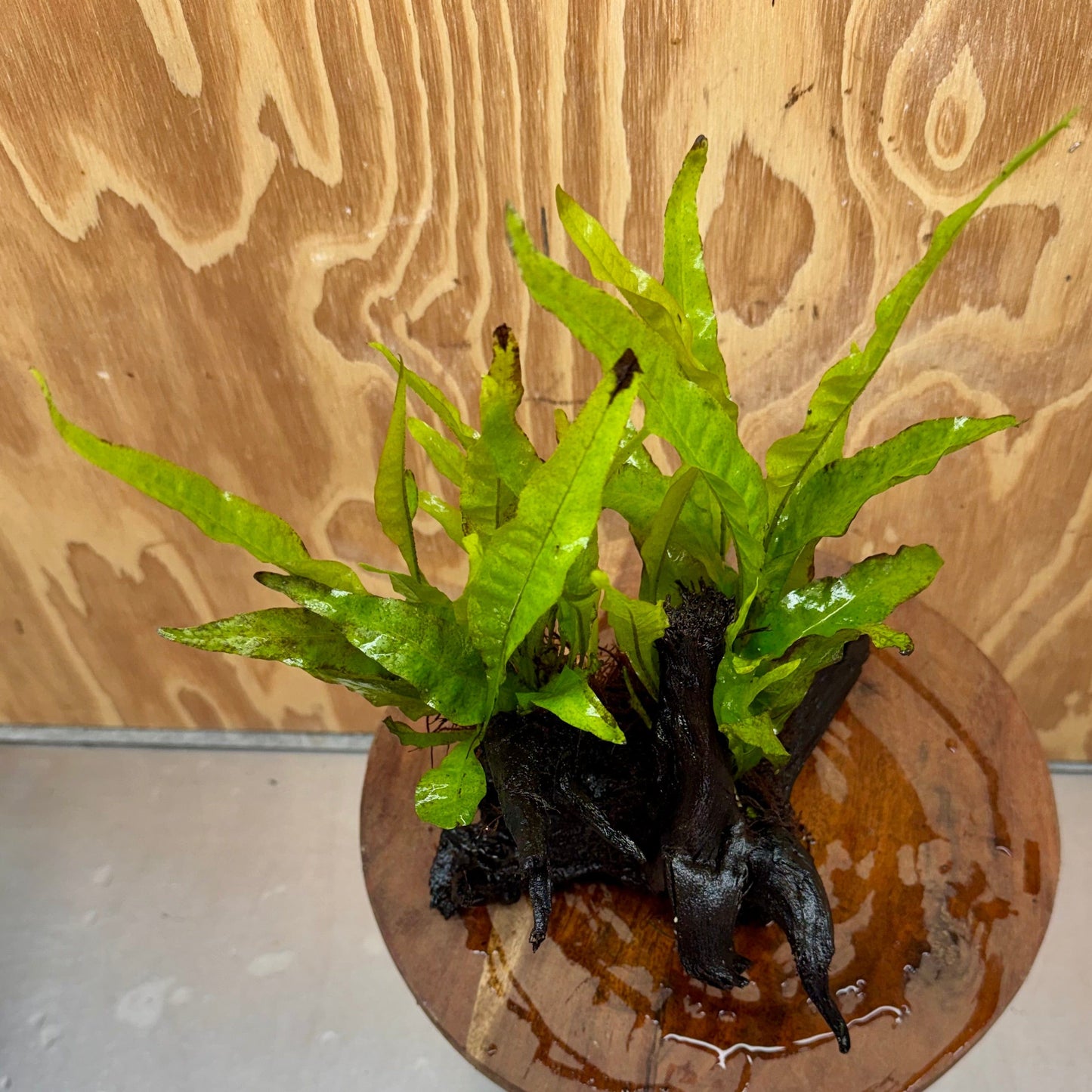 Scapeshop.com.au One Only Double Indo Microsorum Driftwood Creation - One Only - Sensational Double Indo Microsorum Driftwood Creation - One Only - Sensational