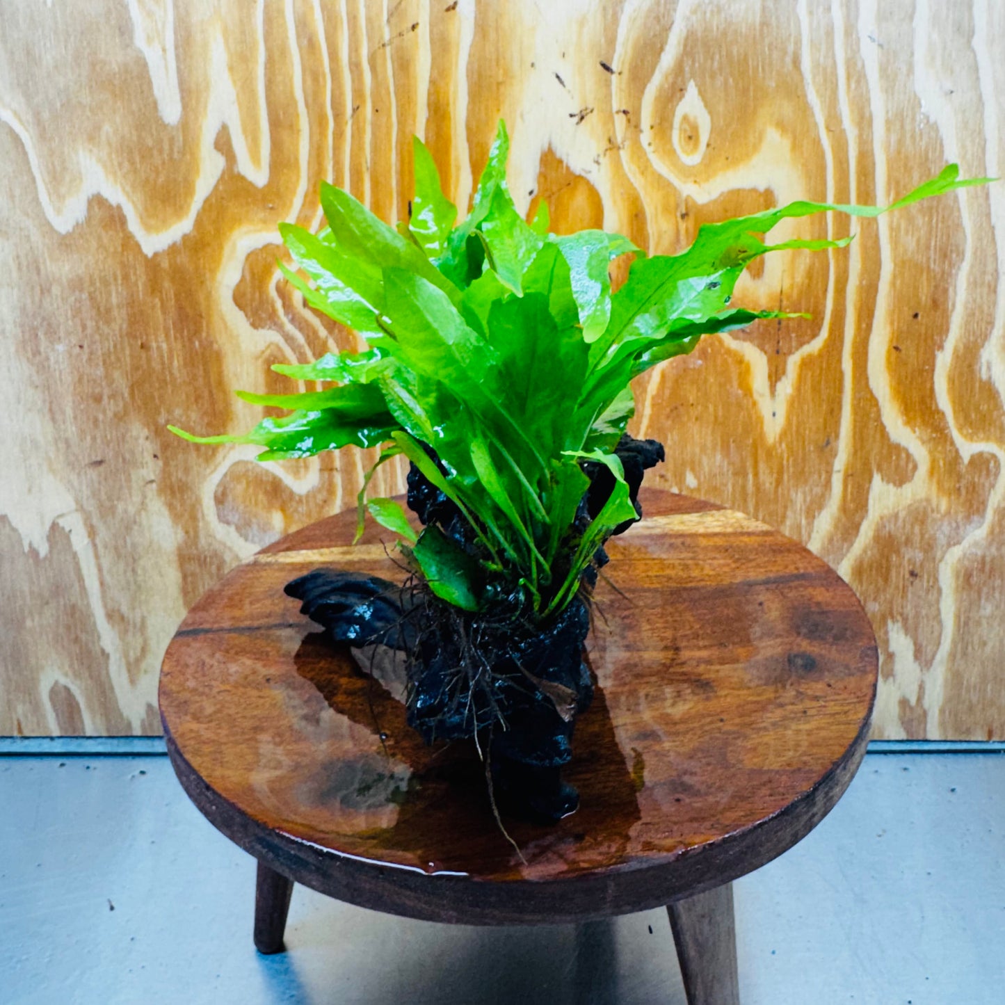 Scapeshop.com.au One Only Double Indo Microsorum (Java Fern) Driftwood Creation - One Only - Flash Double Indo Microsorum (Java Fern) Driftwood Creation - One Only - Flash