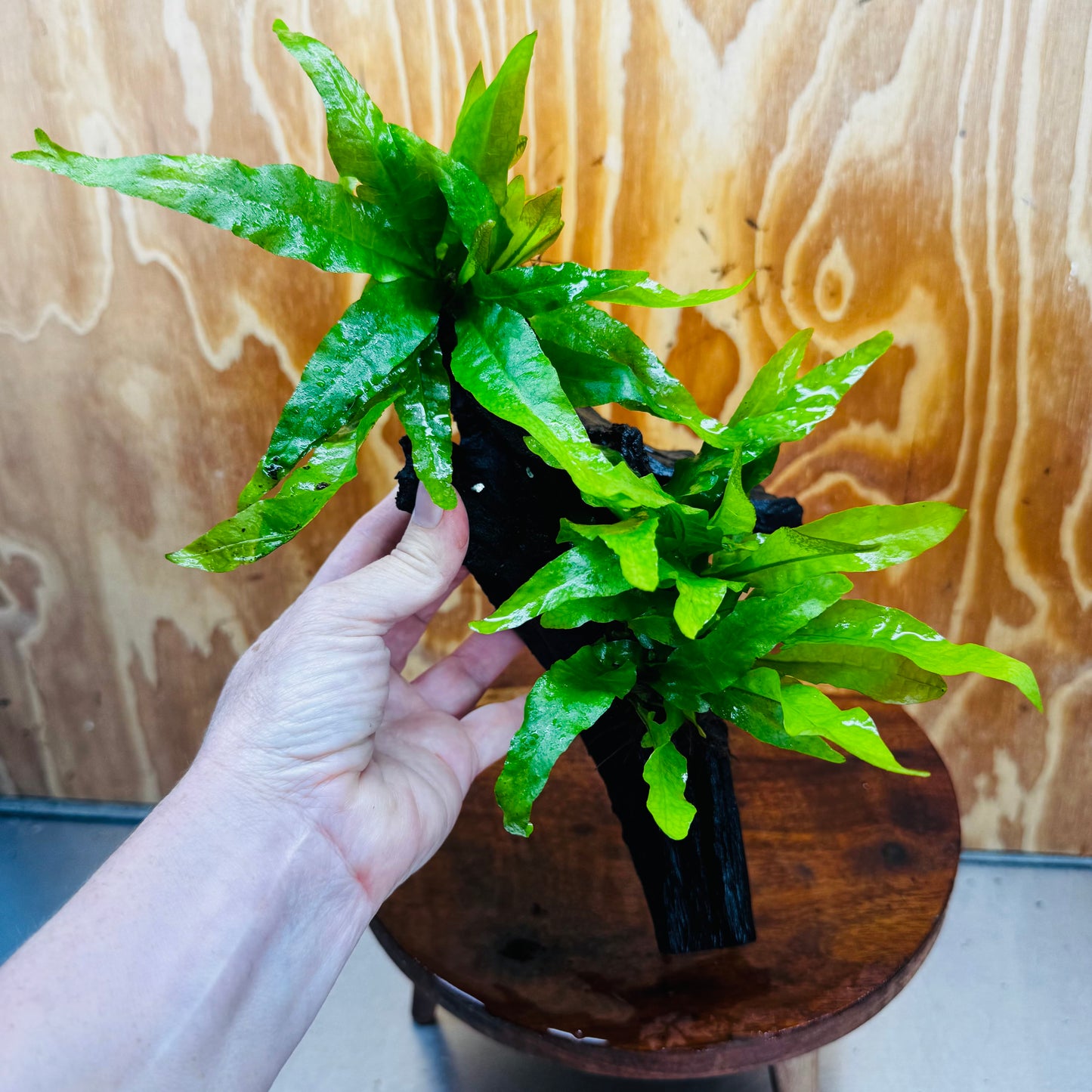 Scapeshop.com.au One Only Double Indo Microsorum (Java Fern) Driftwood Creation - One Only - Flash Double Indo Microsorum (Java Fern) Driftwood Creation - One Only - Flash