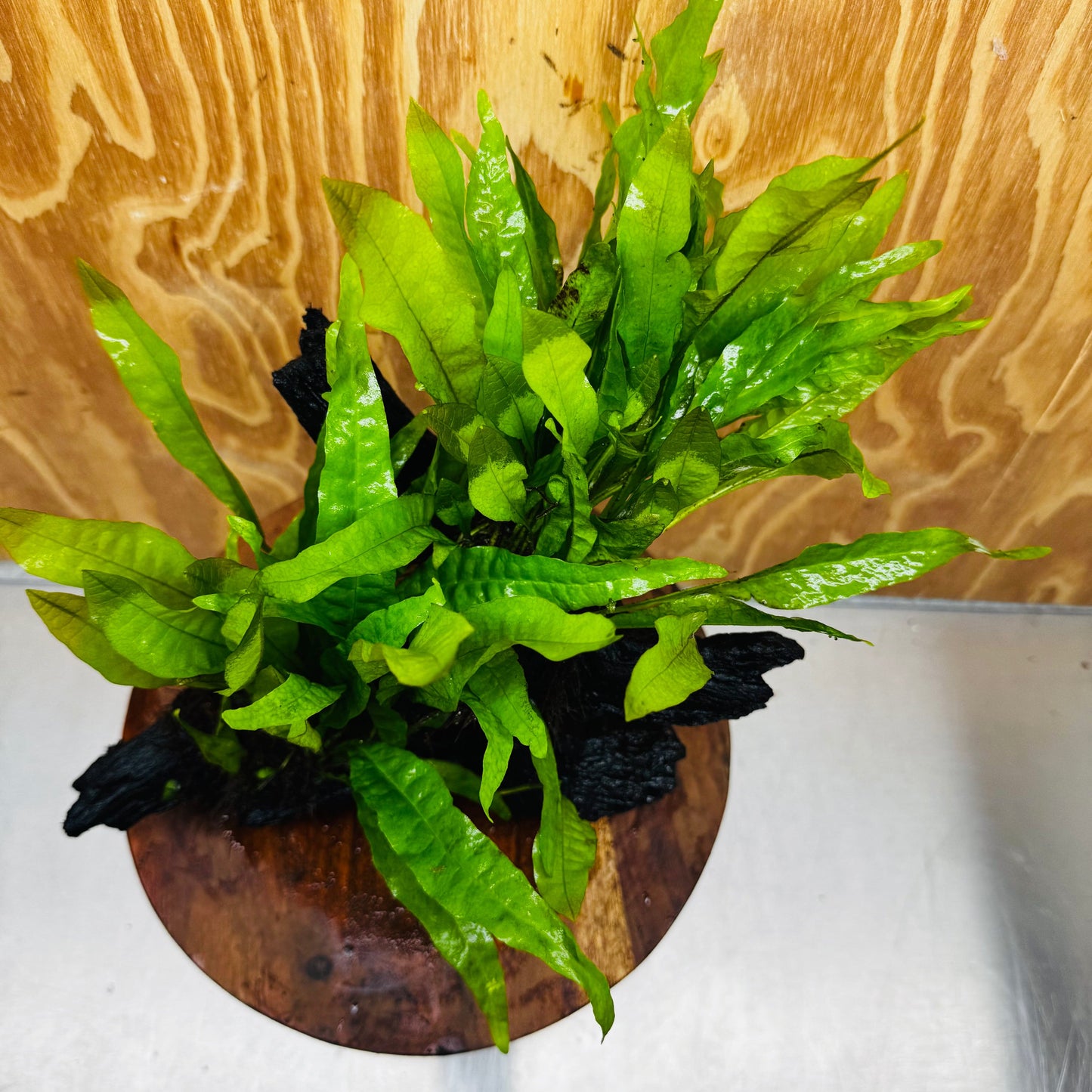 Scapeshop.com.au One Only Double Indo Microsorum (Java Fern) Driftwood Creation - One Only - Tunnel Double Indo Microsorum (Java Fern) Driftwood Creation - One Only - Tunnel