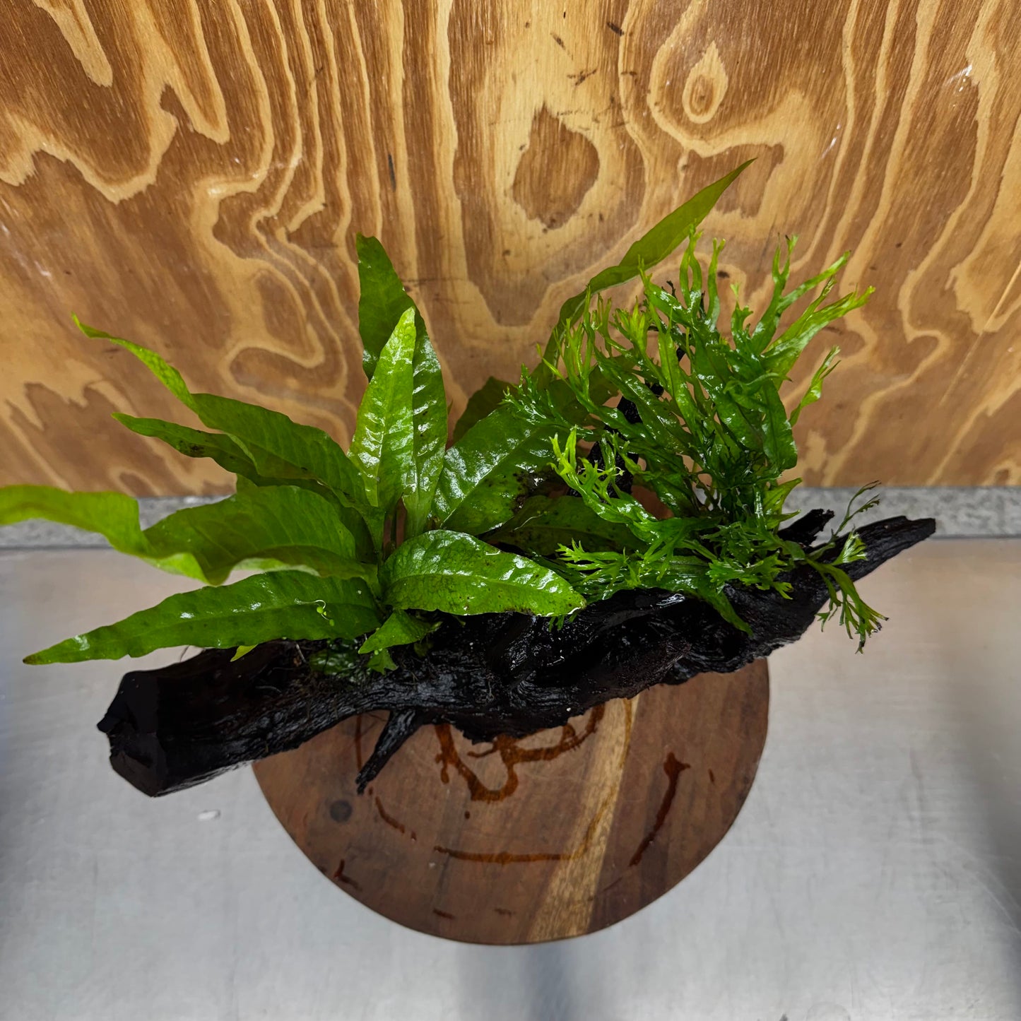 Scapeshop.com.au One Only Double Microsorum - Crested plus Indo (Java Fern) Driftwood Creation - One Only - Tunnel Double Microsorum - Crested plus Indo (Java Fern) Driftwood Creation - One Only - Tunnel