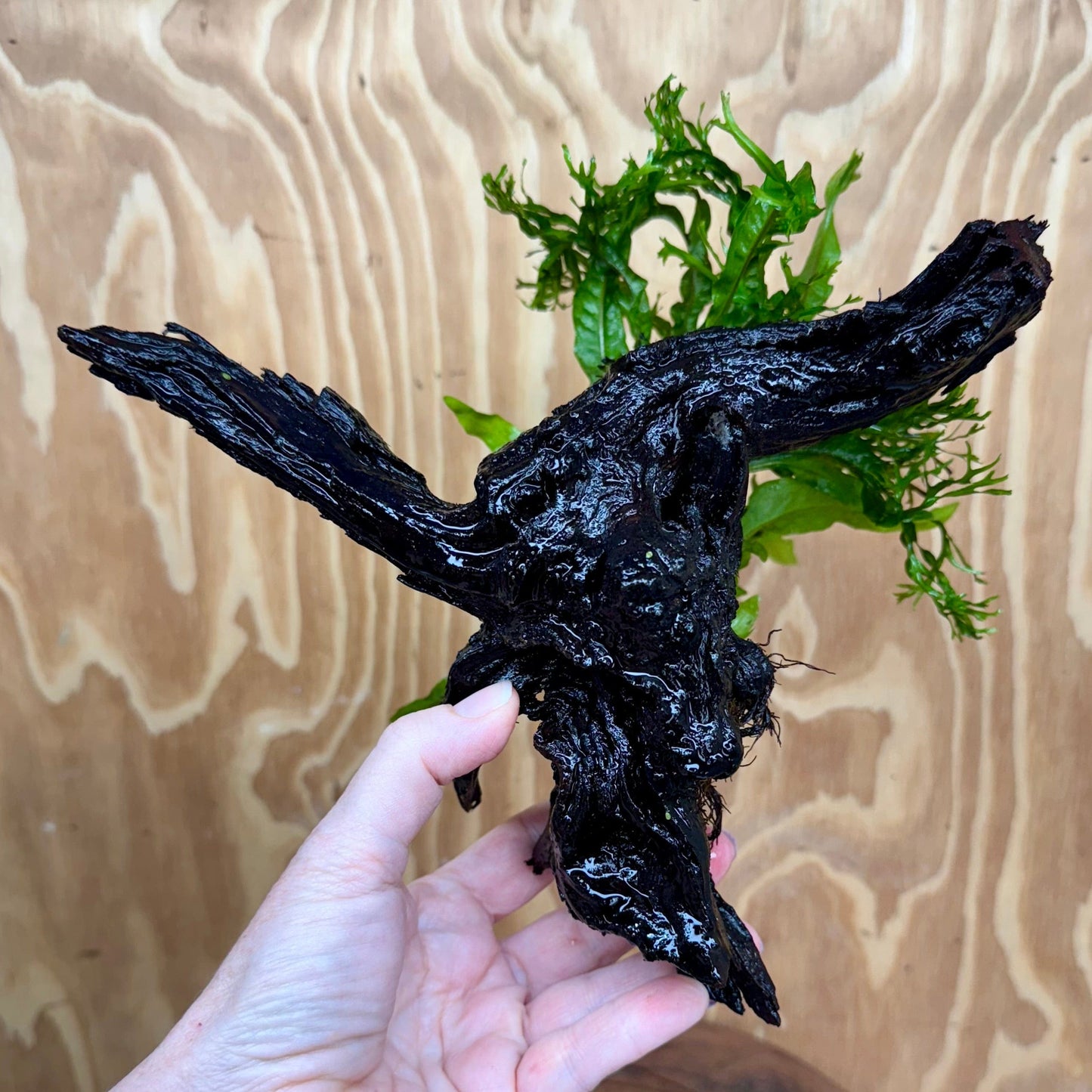 Scapeshop.com.au One Only Double Microsorum - Indo plus Crested (Java Fern) Driftwood Creation - One Only Double Microsorum - Indo plus Crested (Java Fern) Driftwood Creation - One Only