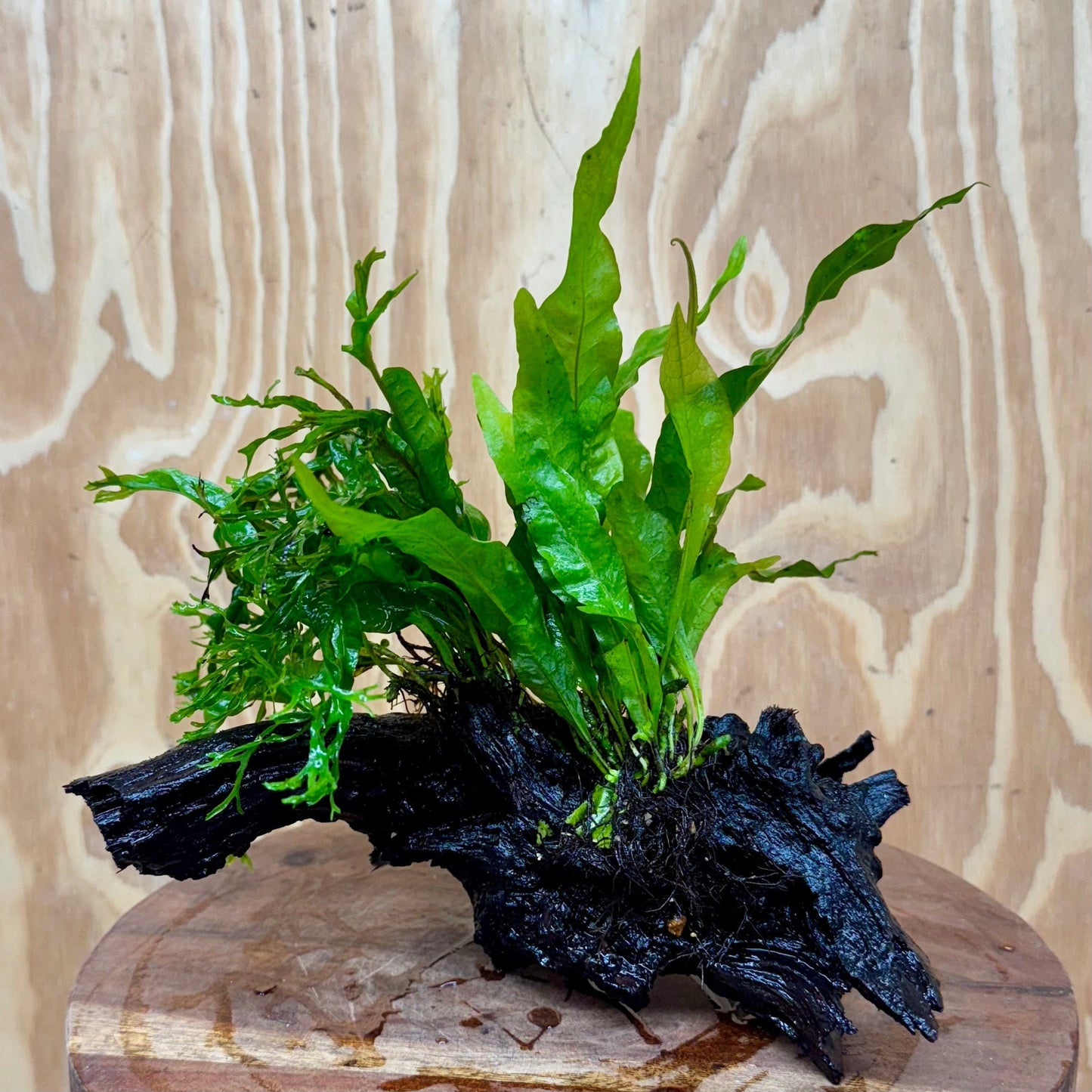 Scapeshop.com.au One Only Double Microsorum - Indo plus Crested (Java Fern) Driftwood Creation - One Only Double Microsorum - Indo plus Crested (Java Fern) Driftwood Creation - One Only