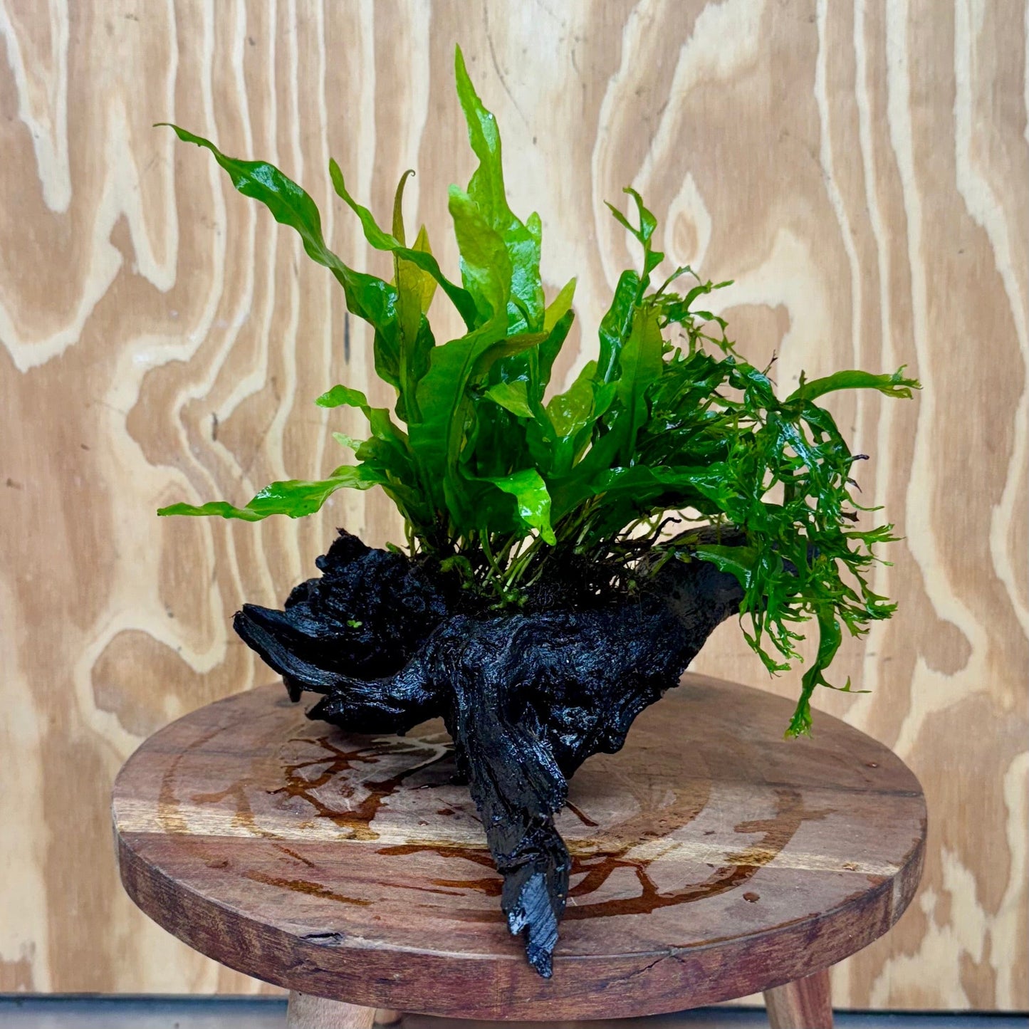 Scapeshop.com.au One Only Double Microsorum - Indo plus Crested (Java Fern) Driftwood Creation - One Only Double Microsorum - Indo plus Crested (Java Fern) Driftwood Creation - One Only