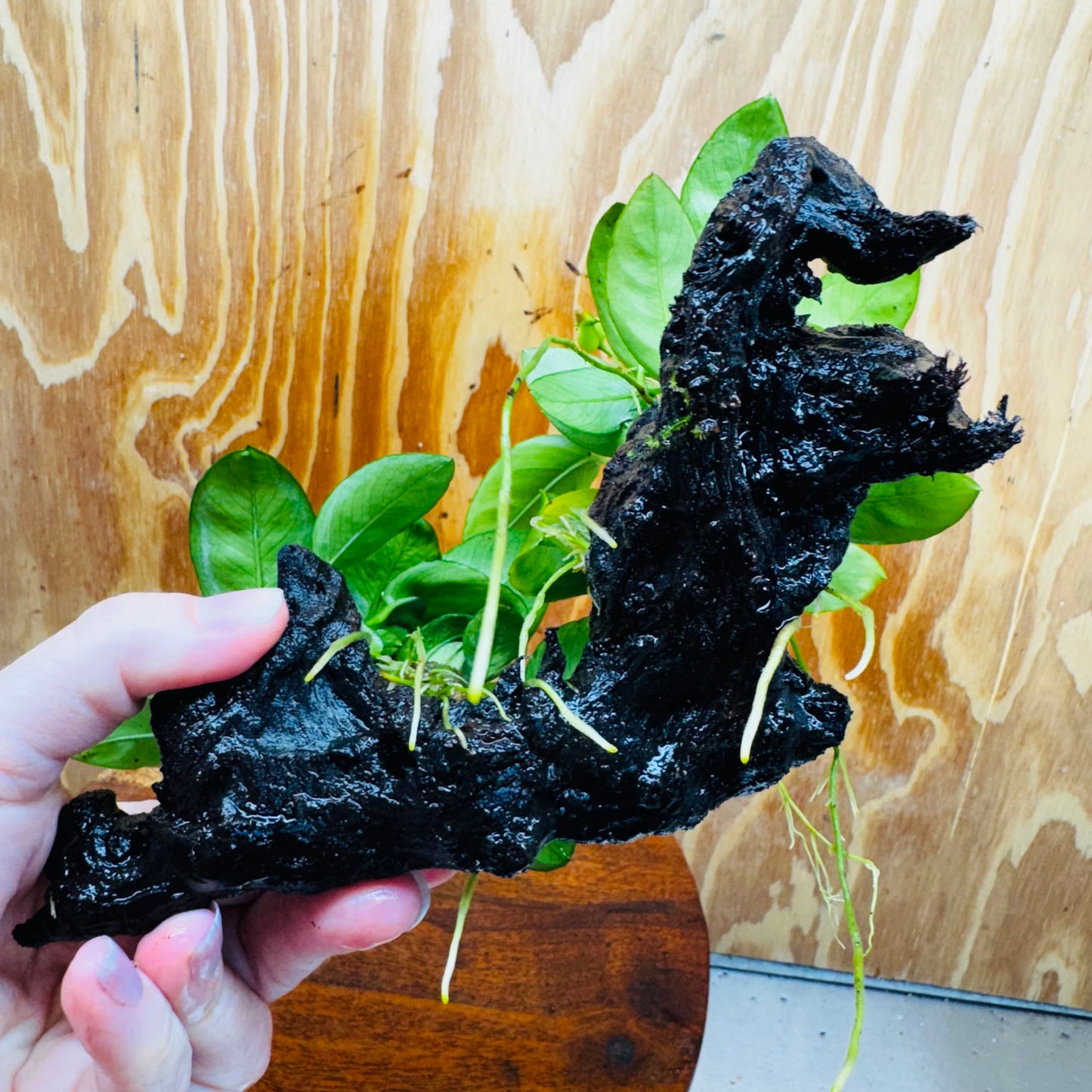 Scapeshop.com.au One Only Double Nana Anubias Driftwood Creation - One Only - Beautiful Double Nana Anubias Driftwood Creation - One Only - Beautiful