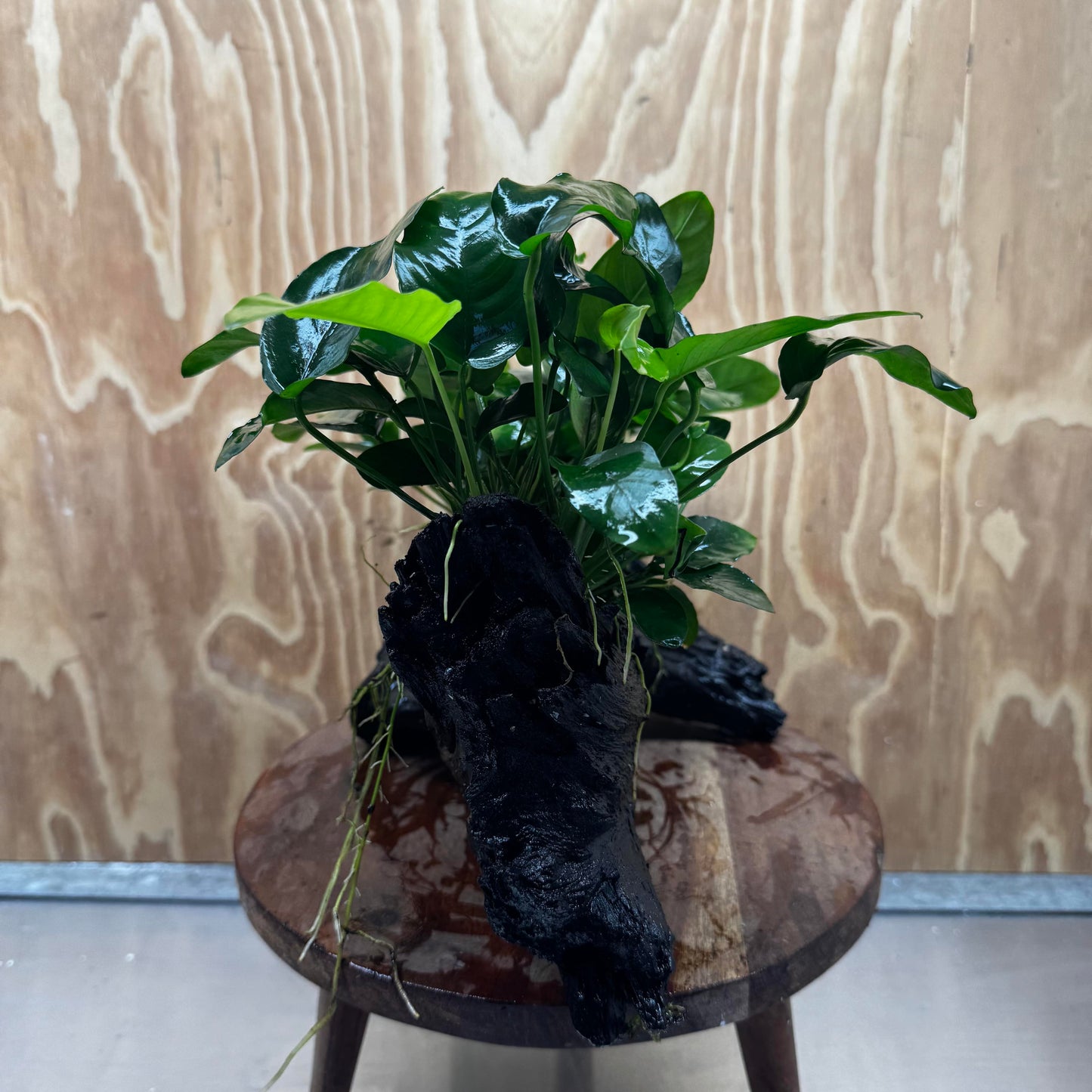 Scapeshop.com.au One Only Double Nana Anubias Driftwood Creation - One Only - Beautiful Double Nana Anubias Driftwood Creation - One Only - Beautiful