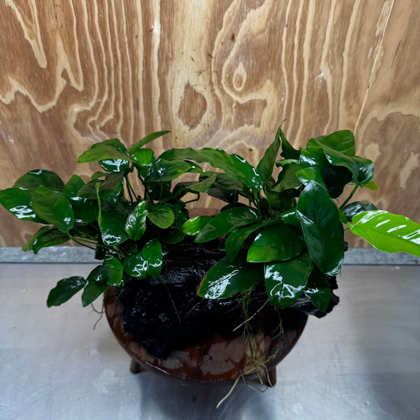 Scapeshop.com.au One Only Double Nana Anubias Driftwood Creation - One Only - Beautiful Double Nana Anubias Driftwood Creation - One Only - Beautiful