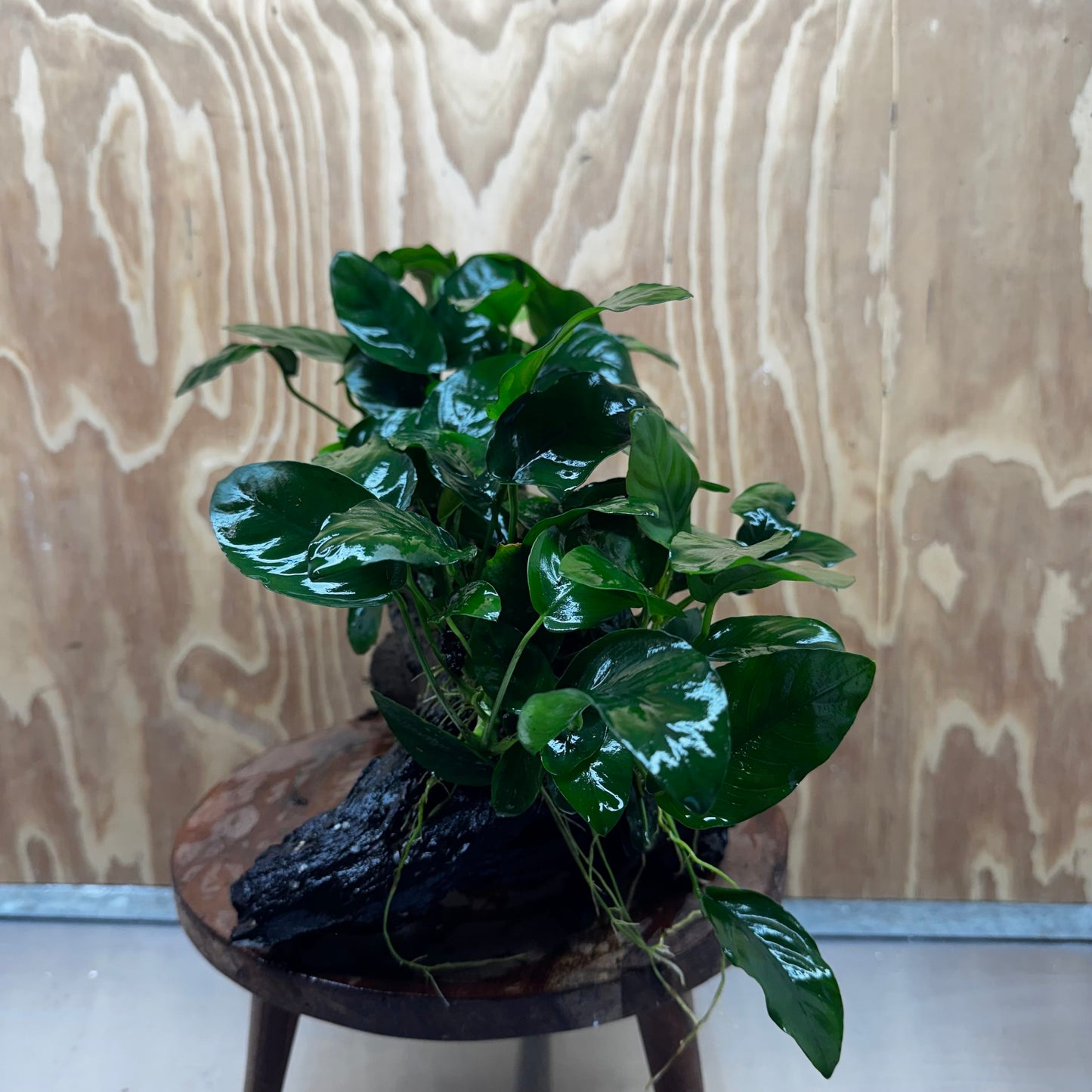 Scapeshop.com.au One Only Double Nana Anubias Driftwood Creation - One Only - Beautiful Double Nana Anubias Driftwood Creation - One Only - Beautiful