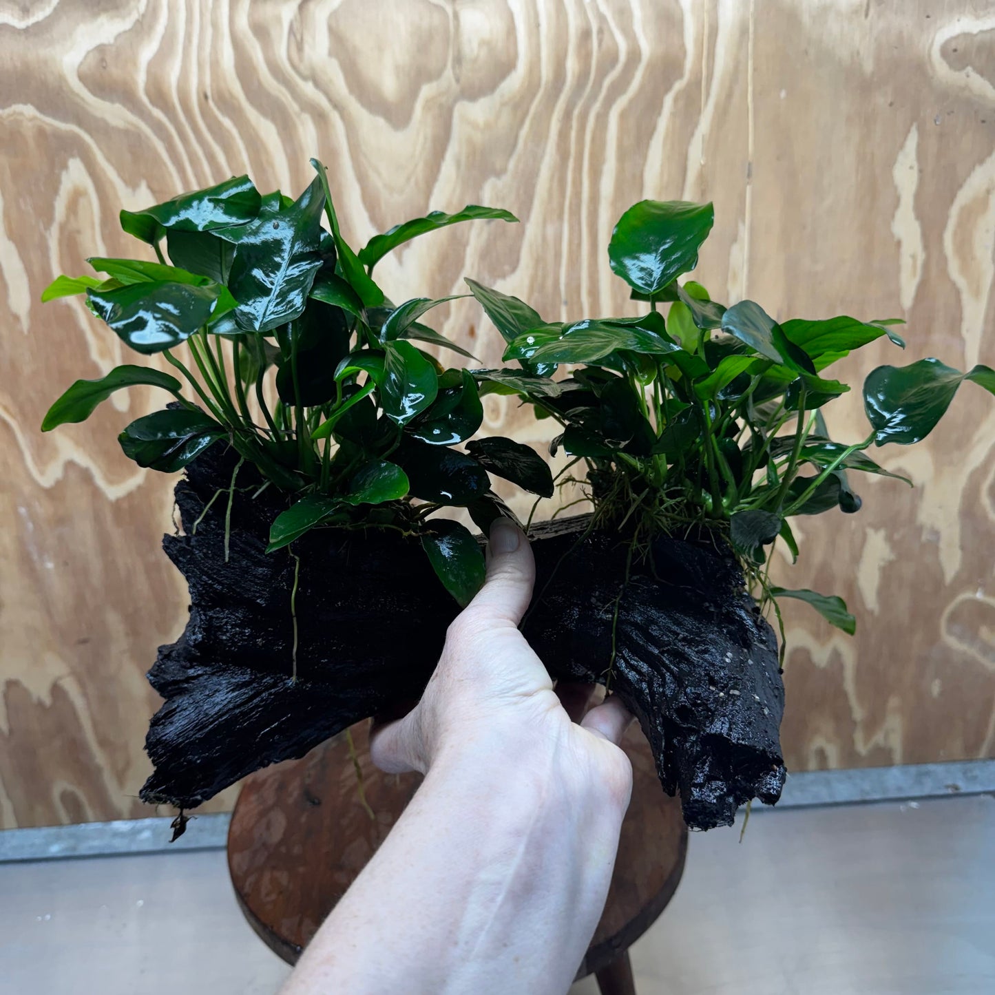 Scapeshop.com.au One Only Double Nana Anubias Driftwood Creation - One Only - Beautiful Double Nana Anubias Driftwood Creation - One Only - Beautiful