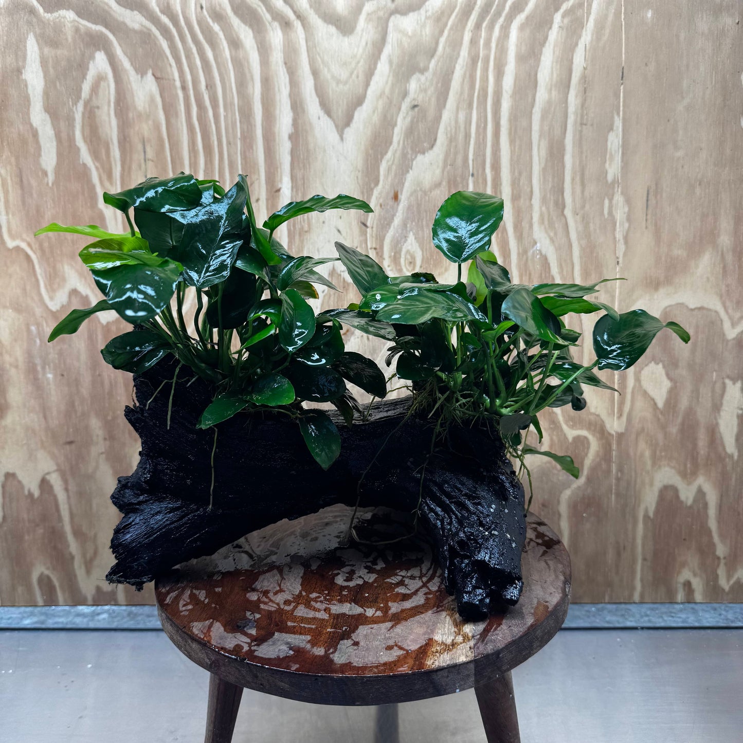 Scapeshop.com.au One Only Double Nana Anubias Driftwood Creation - One Only - Beautiful Double Nana Anubias Driftwood Creation - One Only - Beautiful