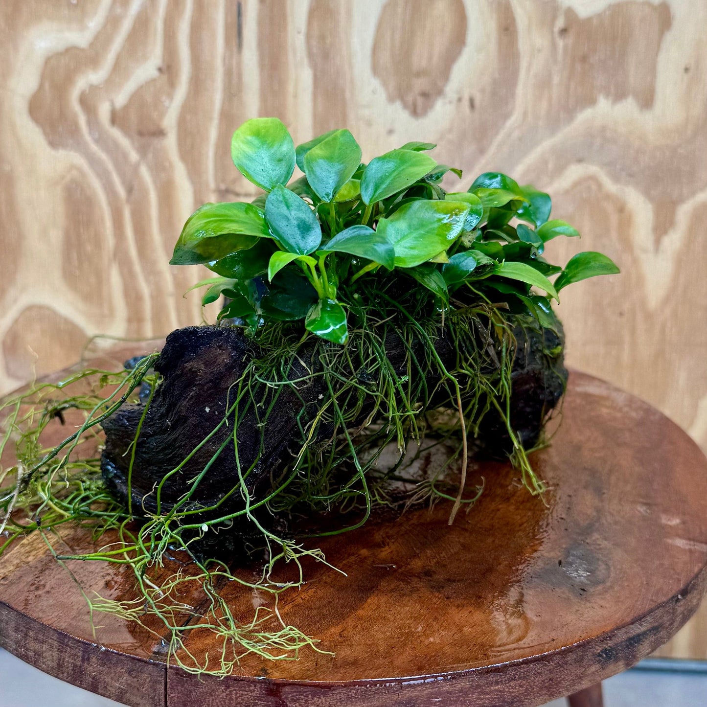 Scapeshop.com.au One Only Double Petite Nana Anubias Driftwood Creation - One Only Double Petite Nana Anubias Driftwood Creation - One Only