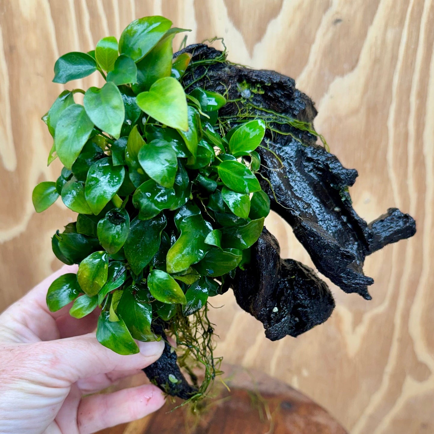 Scapeshop.com.au One Only Double Petite Nana Anubias Driftwood Creation - One Only Double Petite Nana Anubias Driftwood Creation - One Only