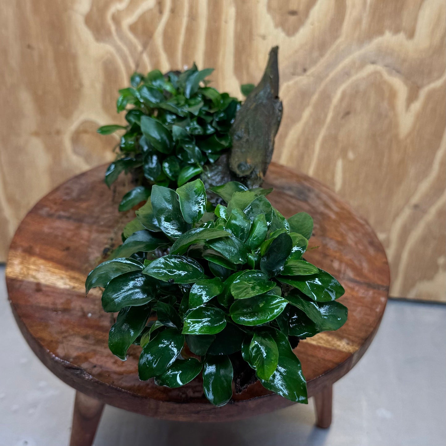 Scapeshop.com.au One Only Double Petite Nana Anubias Driftwood Creation - One Only Double Petite Nana Anubias Driftwood Creation - One Only
