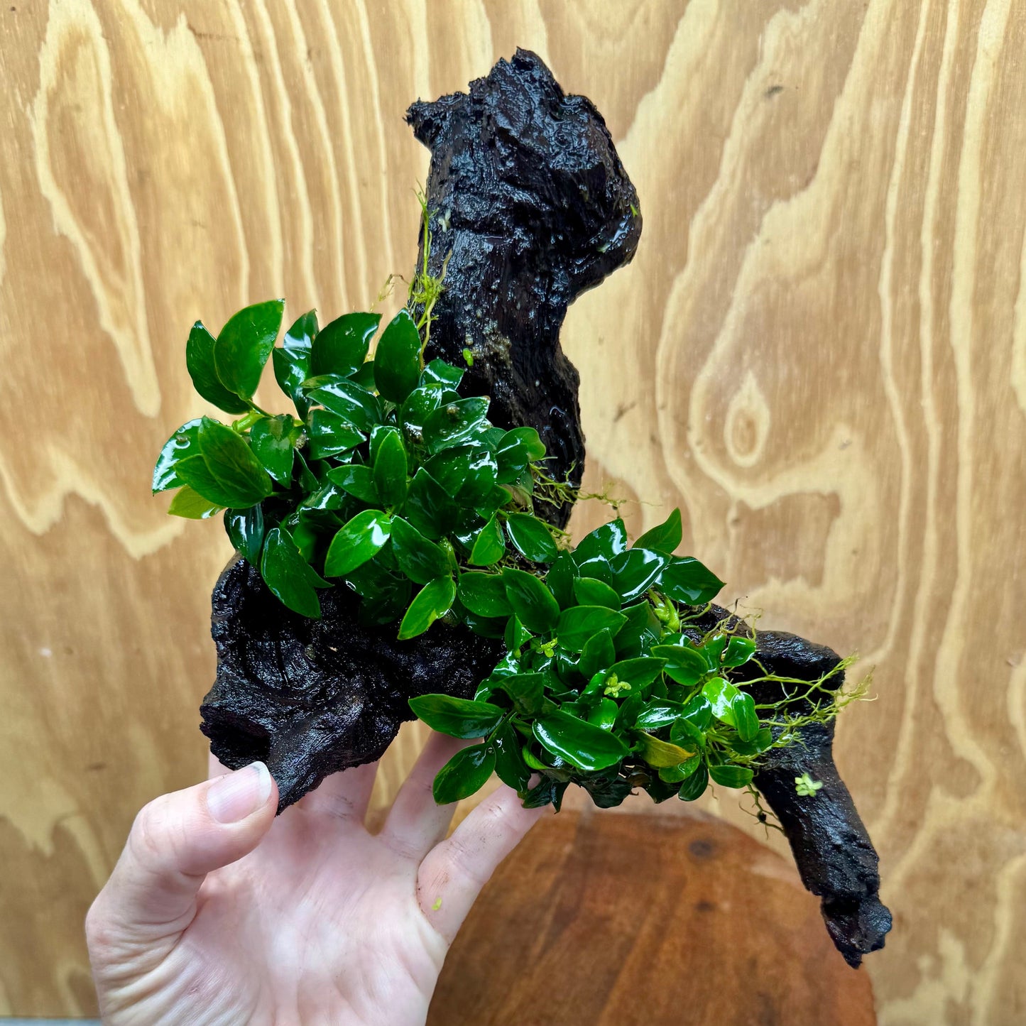 Scapeshop.com.au One Only Double Petite Nana Anubias Driftwood Creation - One Only - Beautiful Double Petite Nana Anubias Driftwood Creation - One Only - Beautiful