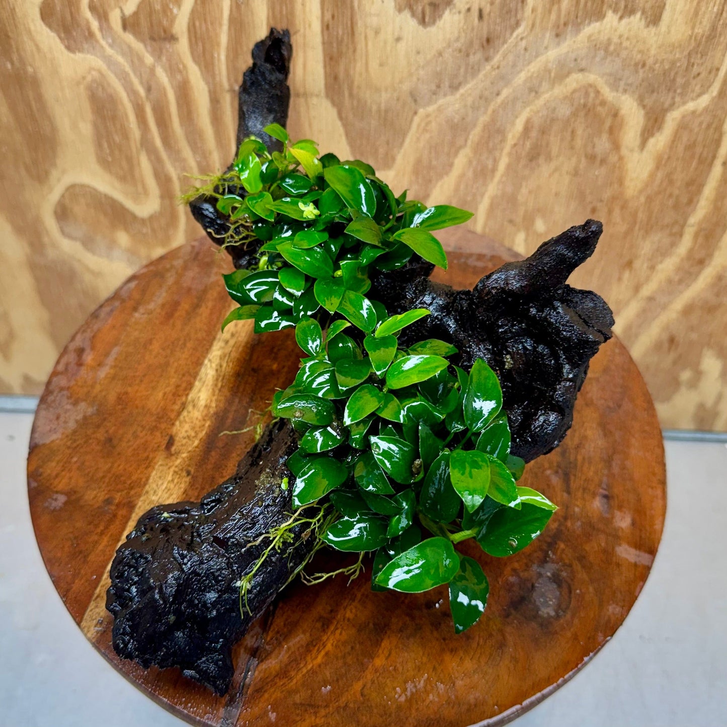 Scapeshop.com.au One Only Double Petite Nana Anubias Driftwood Creation - One Only - Beautiful Double Petite Nana Anubias Driftwood Creation - One Only - Beautiful