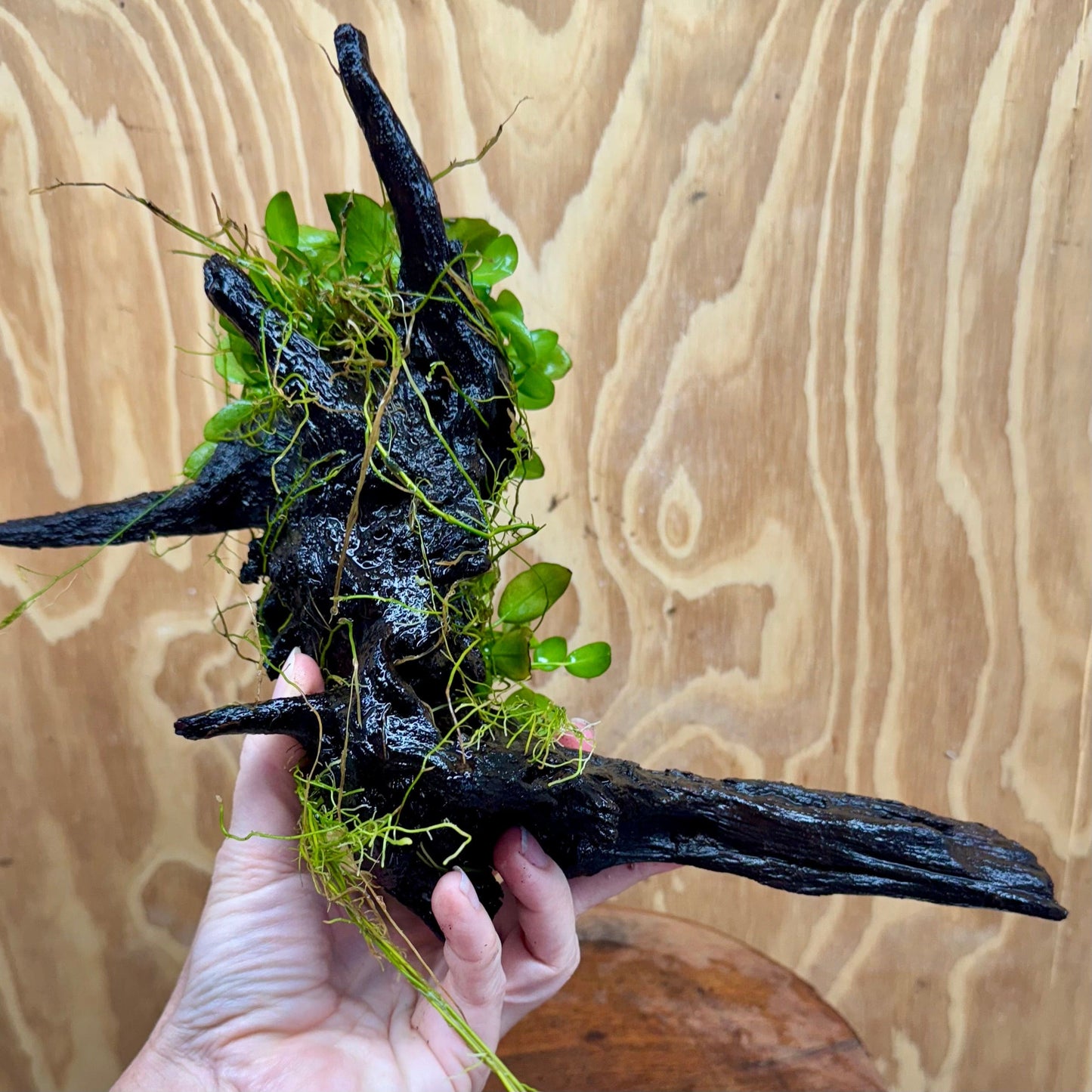 Scapeshop.com.au One Only Double Petite Nana Anubias Driftwood Creation - One Only - Bold Double Petite Nana Anubias Driftwood Creation - One Only - Bold