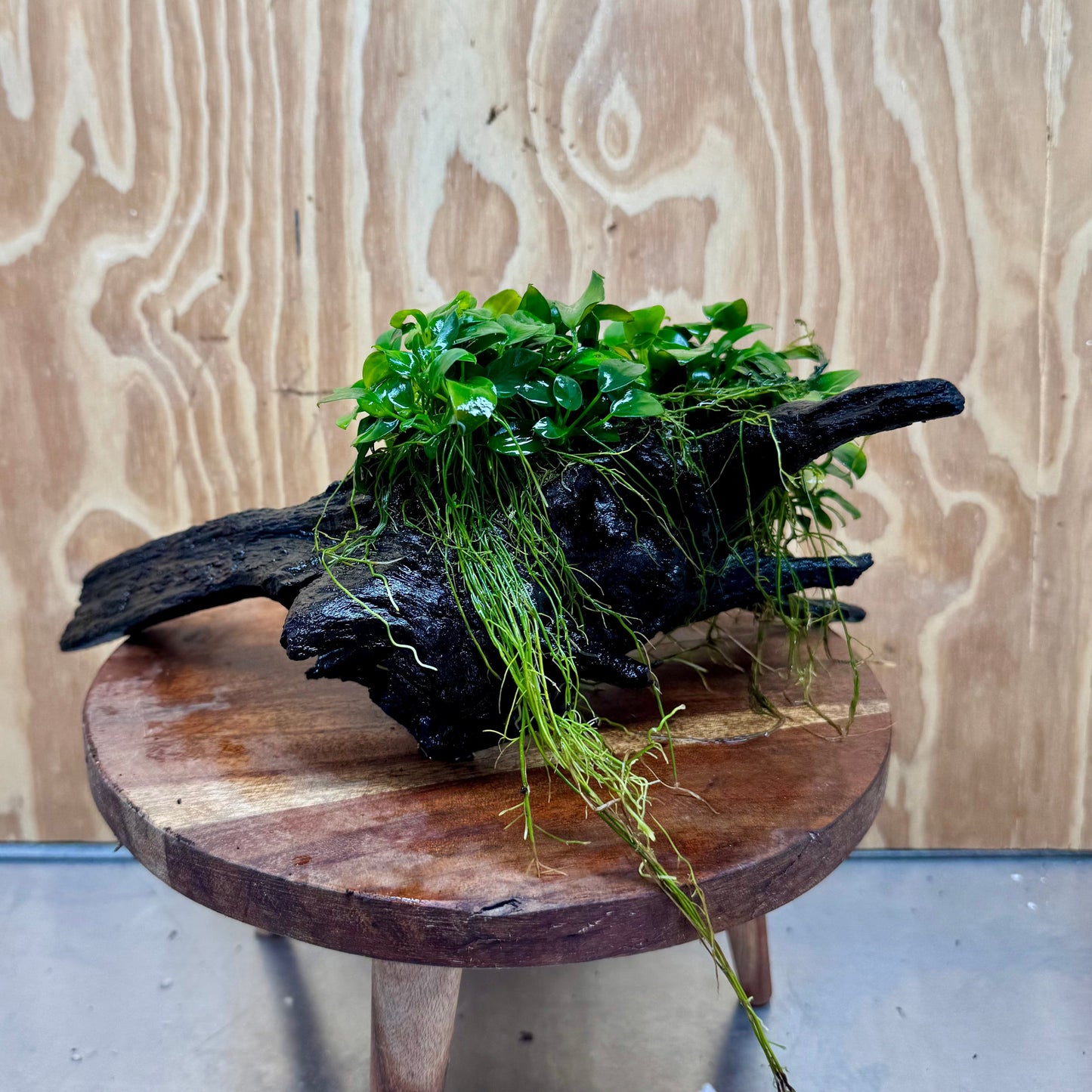 Scapeshop.com.au One Only Double Petite Nana Anubias Driftwood Creation - One Only - Bold Double Petite Nana Anubias Driftwood Creation - One Only - Bold