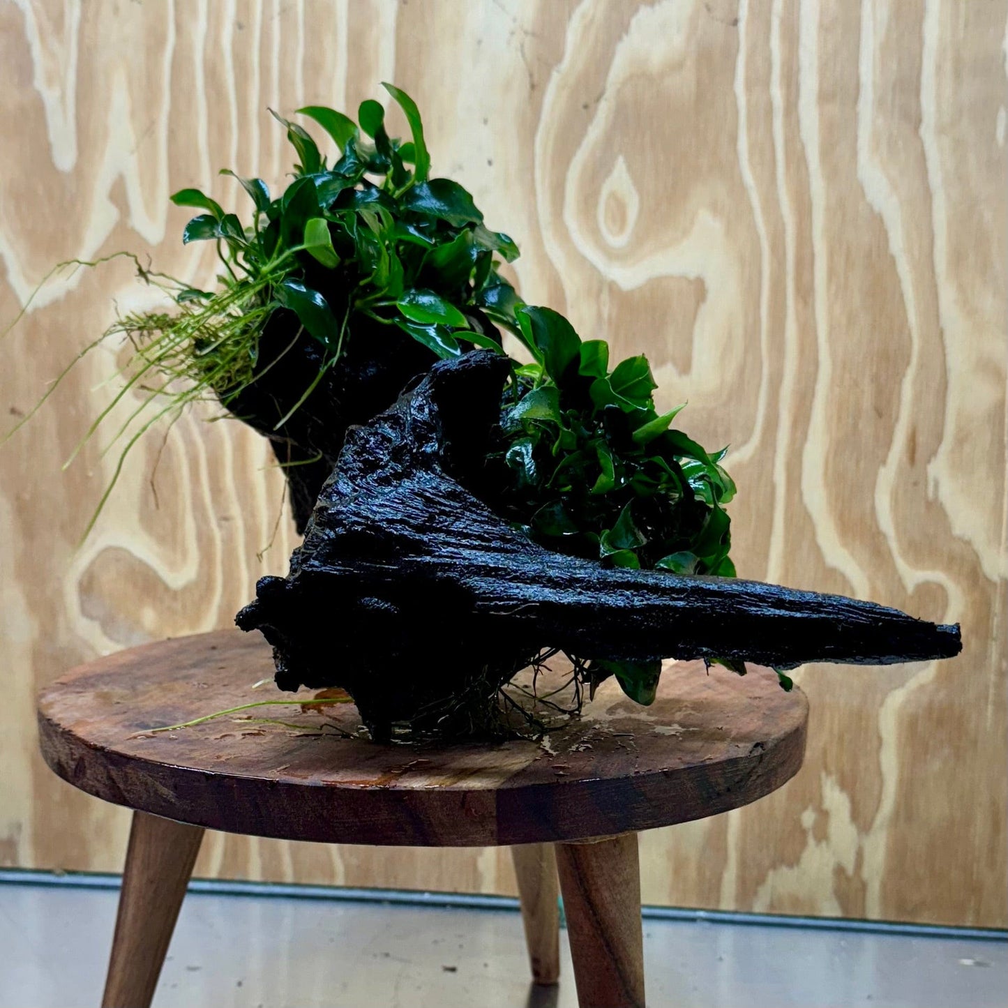 Scapeshop.com.au One Only Double Petite Nana Anubias Driftwood Creation - One Only - Bold Double Petite Nana Anubias Driftwood Creation - One Only - Bold