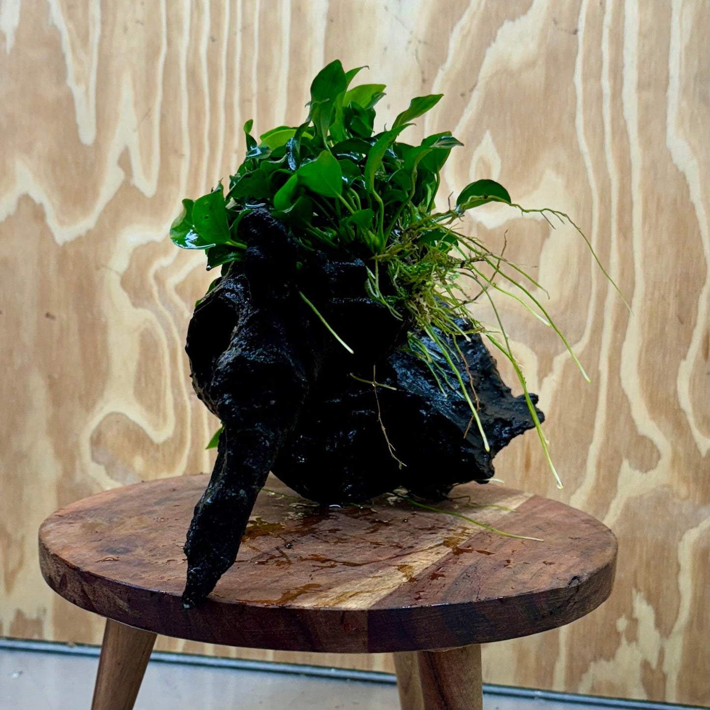 Scapeshop.com.au One Only Double Petite Nana Anubias Driftwood Creation - One Only - Bold Double Petite Nana Anubias Driftwood Creation - One Only - Bold