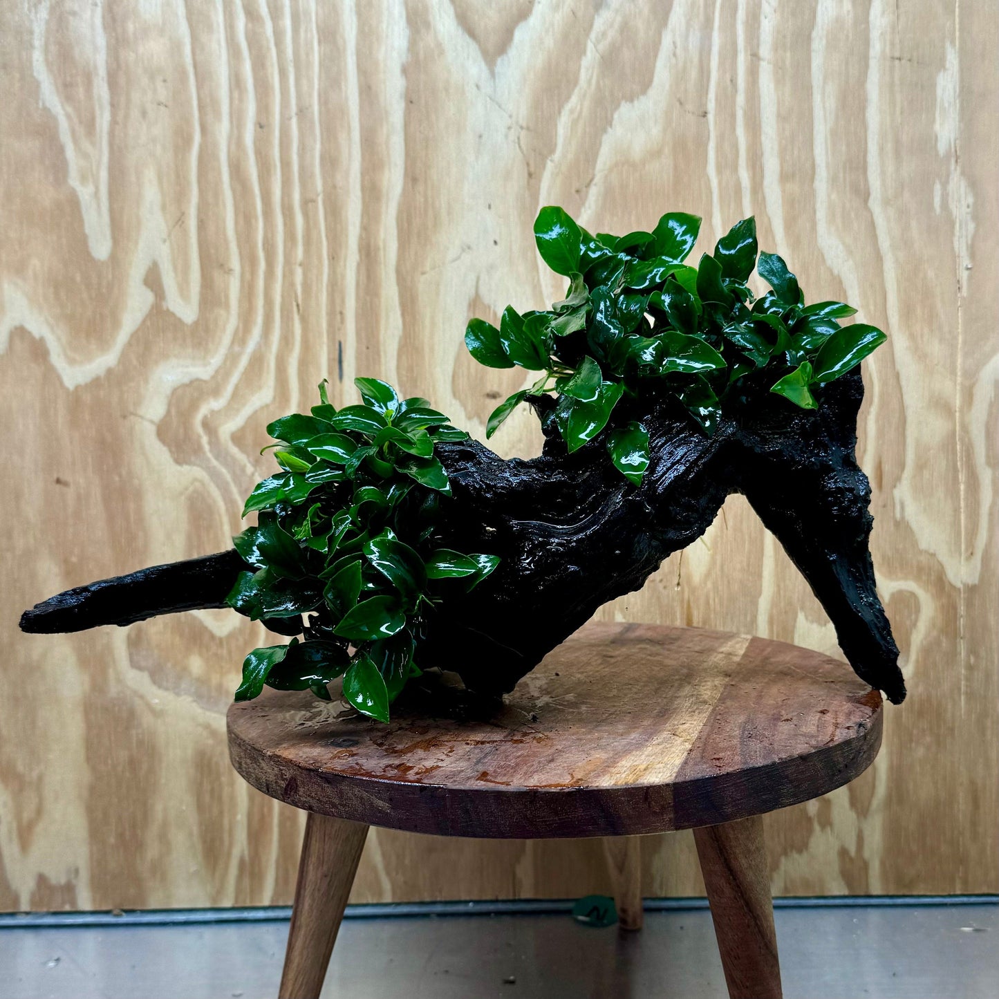 Scapeshop.com.au One Only Double Petite Nana Anubias Driftwood Creation - One Only - Bold Double Petite Nana Anubias Driftwood Creation - One Only - Bold