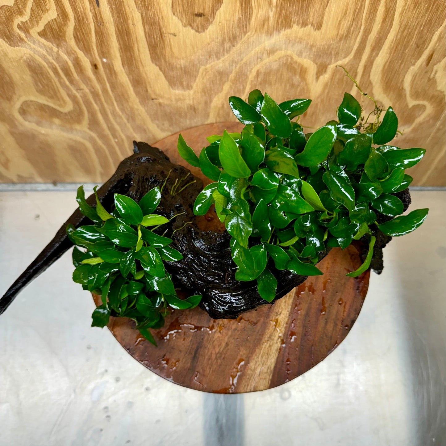 Scapeshop.com.au One Only Double Petite Nana Anubias Driftwood Creation - One Only - Bold Double Petite Nana Anubias Driftwood Creation - One Only - Bold