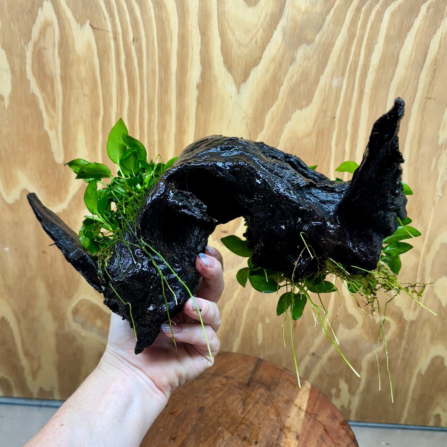 Scapeshop.com.au One Only Double Petite Nana Anubias Driftwood Creation - One Only - Bold Double Petite Nana Anubias Driftwood Creation - One Only - Bold