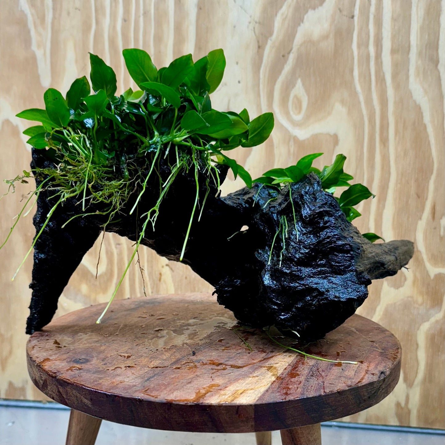 Scapeshop.com.au One Only Double Petite Nana Anubias Driftwood Creation - One Only - Bold Double Petite Nana Anubias Driftwood Creation - One Only - Bold