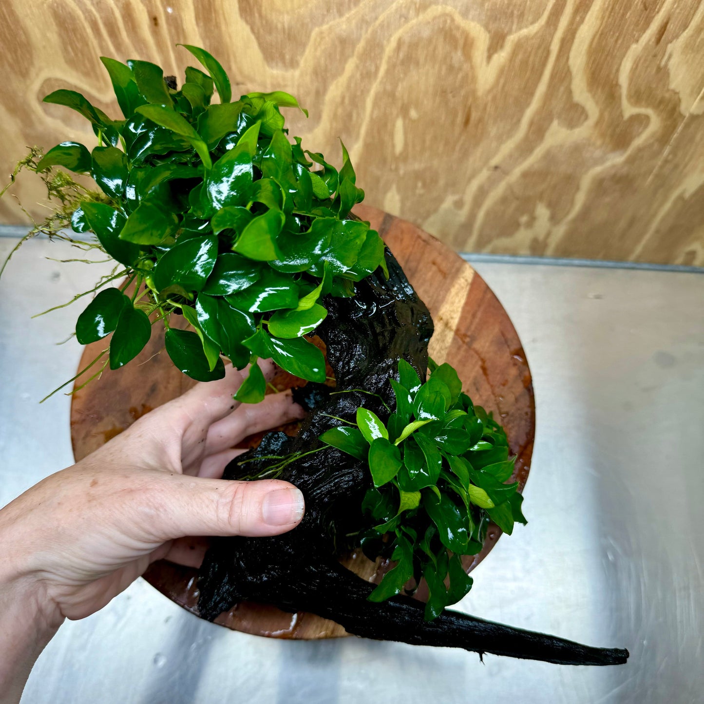 Scapeshop.com.au One Only Double Petite Nana Anubias Driftwood Creation - One Only - Bold Double Petite Nana Anubias Driftwood Creation - One Only - Bold