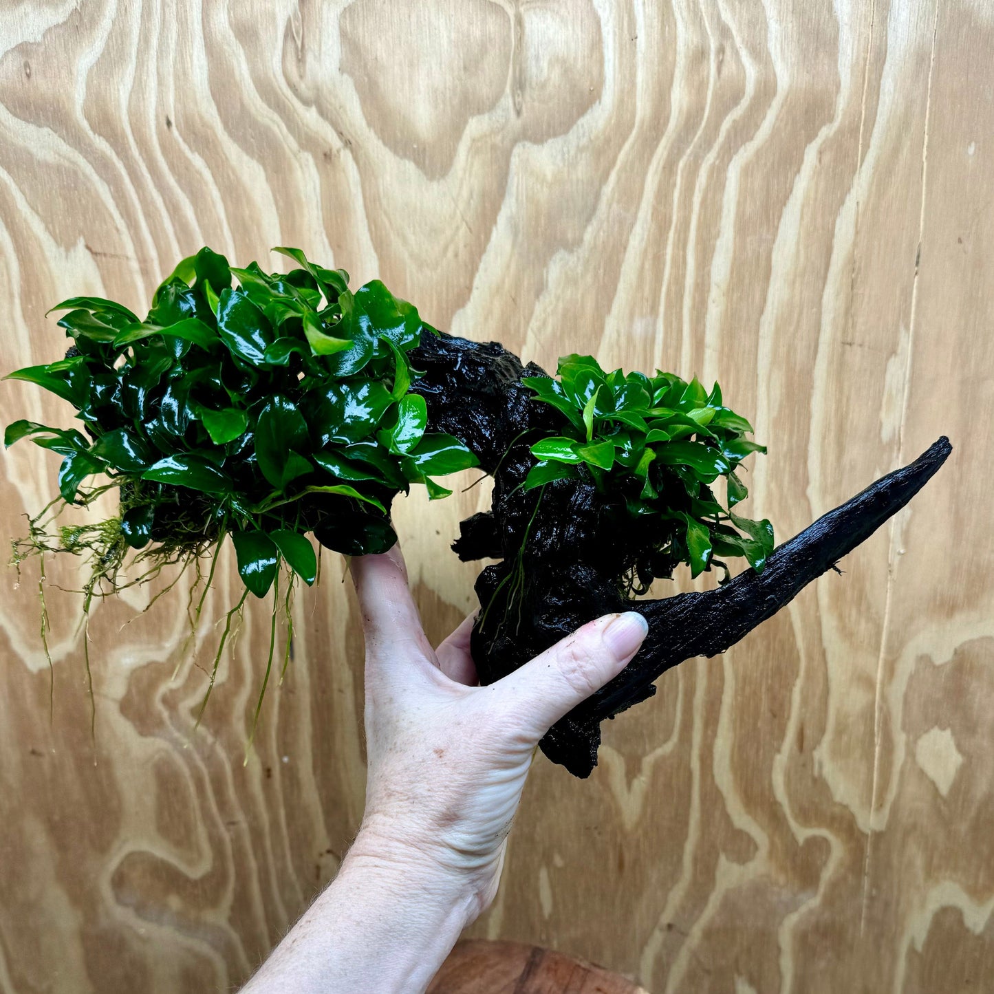 Scapeshop.com.au One Only Double Petite Nana Anubias Driftwood Creation - One Only - Bold Double Petite Nana Anubias Driftwood Creation - One Only - Bold