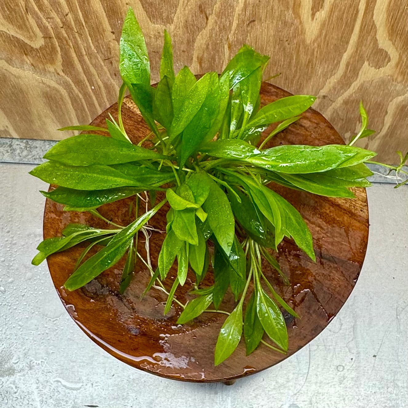 Scapeshop.com.au One Only Echinodorus Broad Chain Sword Terracotta Vase Urn - One Only Echinodorus Broad Chain Sword Terracotta Vase Urn - One Only