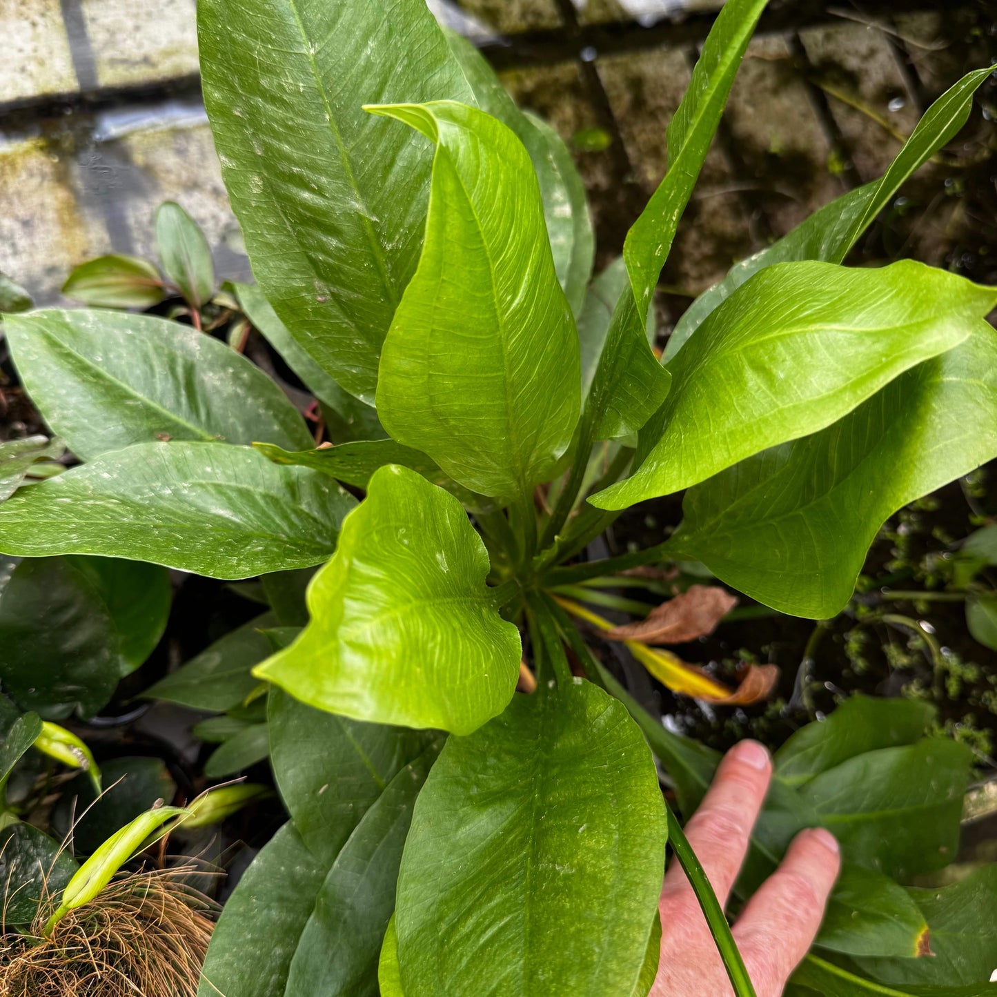 Pisces Enterprises One Only Echinodorus Compact Bleheri Extra Large 5cm Pot - One Only Echinodorus Compact Bleheri Extra Large 5cm Pot - One Only