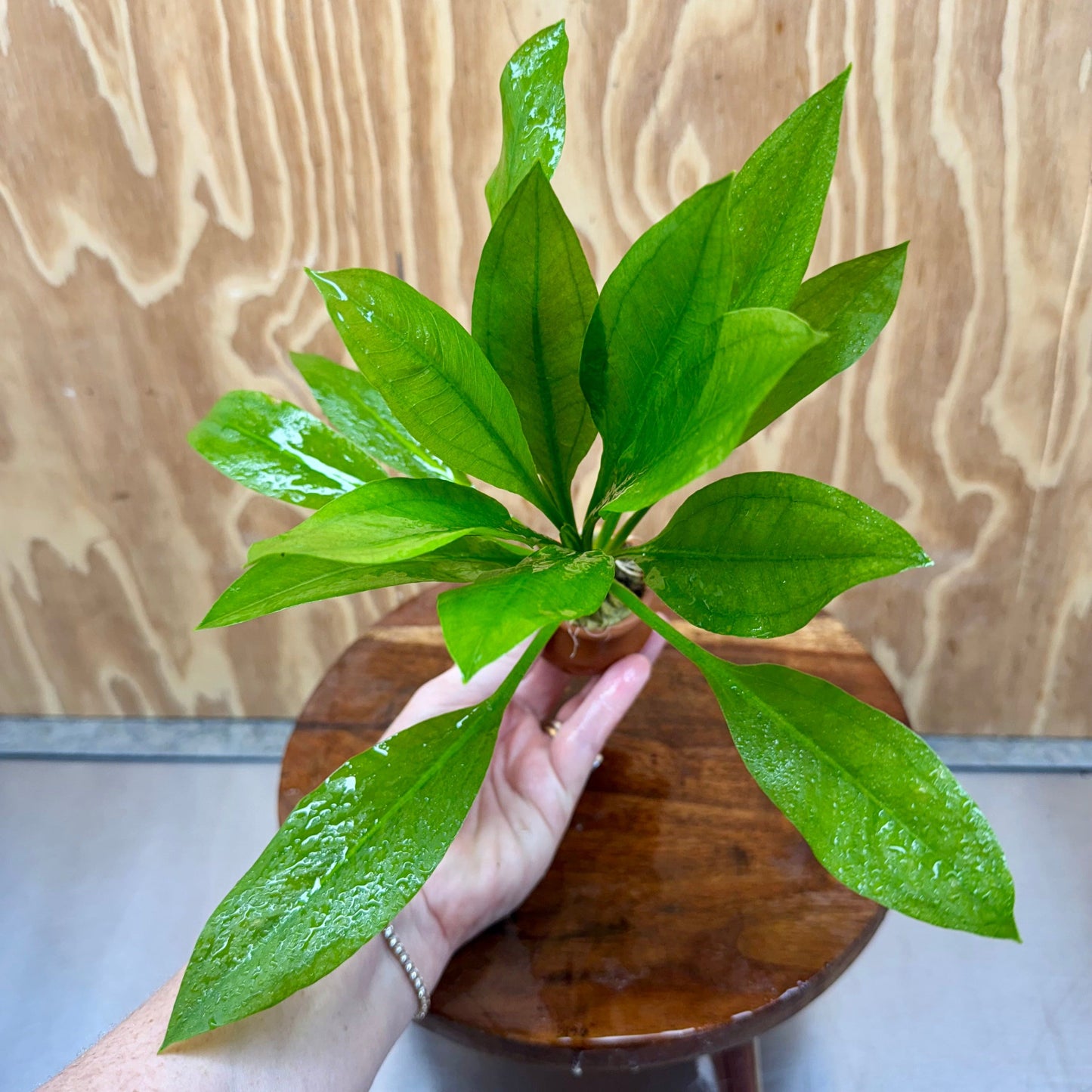 Scapeshop.com.au One Only Echinodorus Compact Bleheri Vase Urn - One only Echinodorus Compact Bleheri Vase Urn - One only