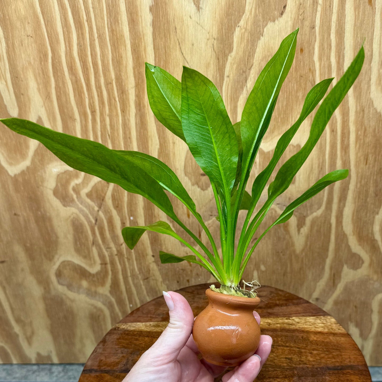 Scapeshop.com.au One Only Echinodorus Compact Bleheri Vase Urn - One only Echinodorus Compact Bleheri Vase Urn - One only