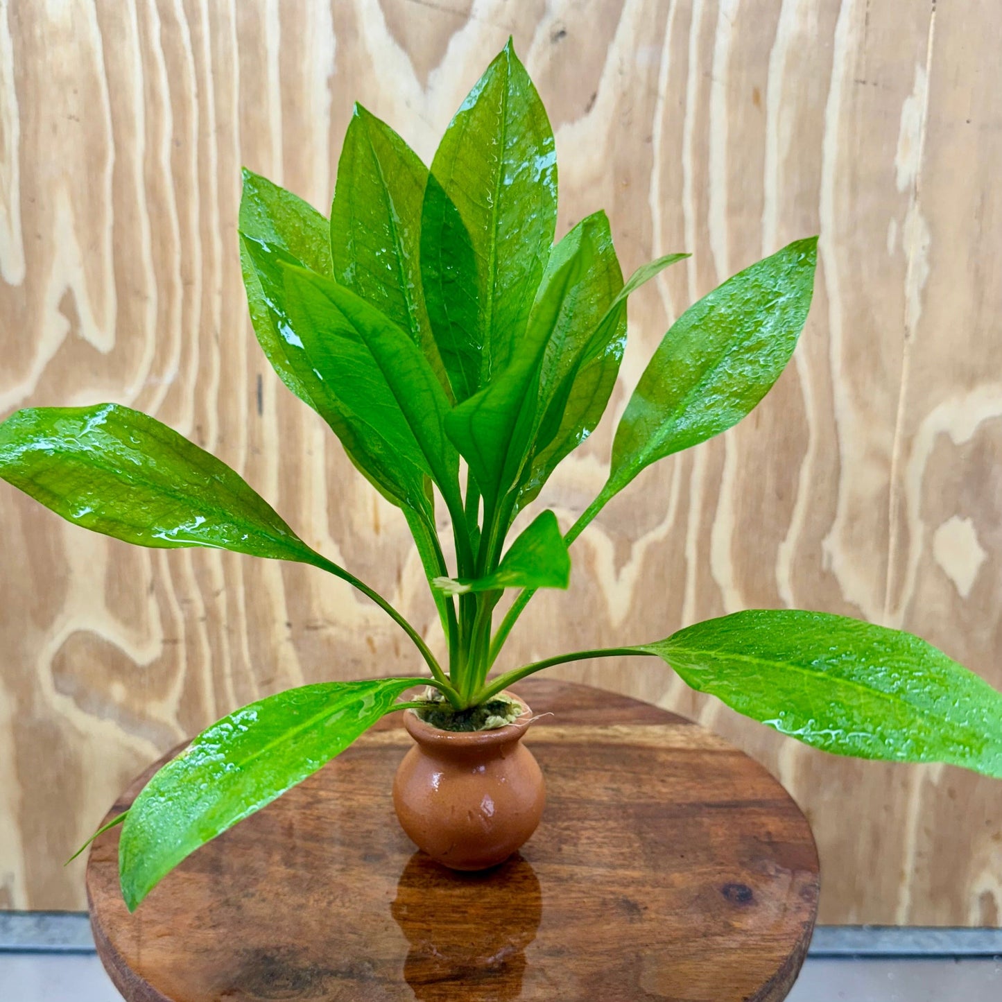 Scapeshop.com.au One Only Echinodorus Compact Bleheri Vase Urn - One only Echinodorus Compact Bleheri Vase Urn - One only