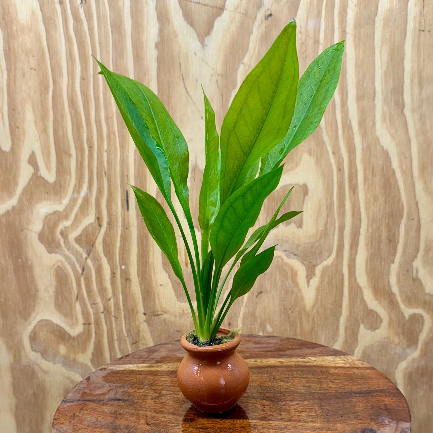Scapeshop.com.au One Only Echinodorus Compact Bleheri Vase Urn - One only - B Echinodorus Compact Bleheri Vase Urn - One only - B