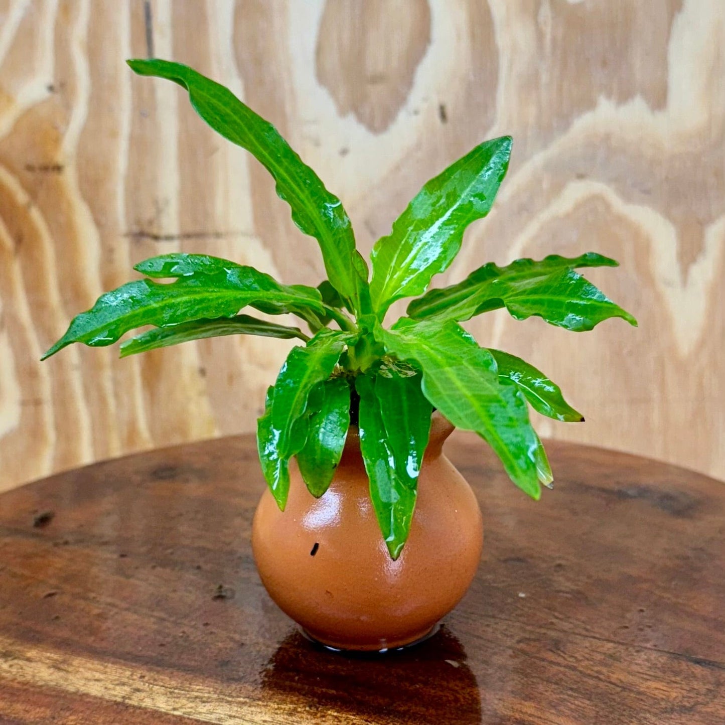 Pisces Enterprises One Only Echinodorus Green Martii Terracotta Vase Urn - One Only Echinodorus Green Martii Terracotta Vase Urn - One Only