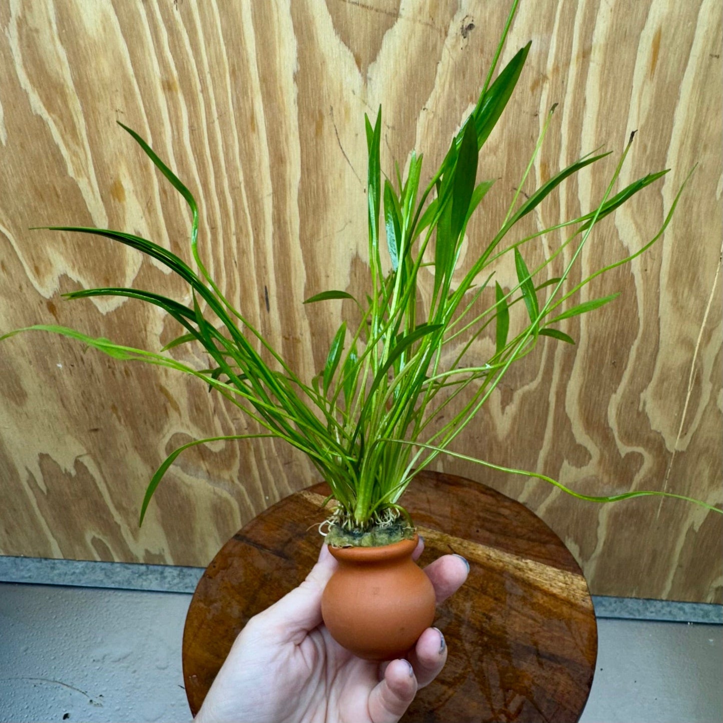 Scapeshop.com.au One Only Echinodorus Latifolius Chain Sword Terracotta Vase Urn - One Only Echinodorus Latifolius Chain Sword Terracotta Vase Urn - One Only