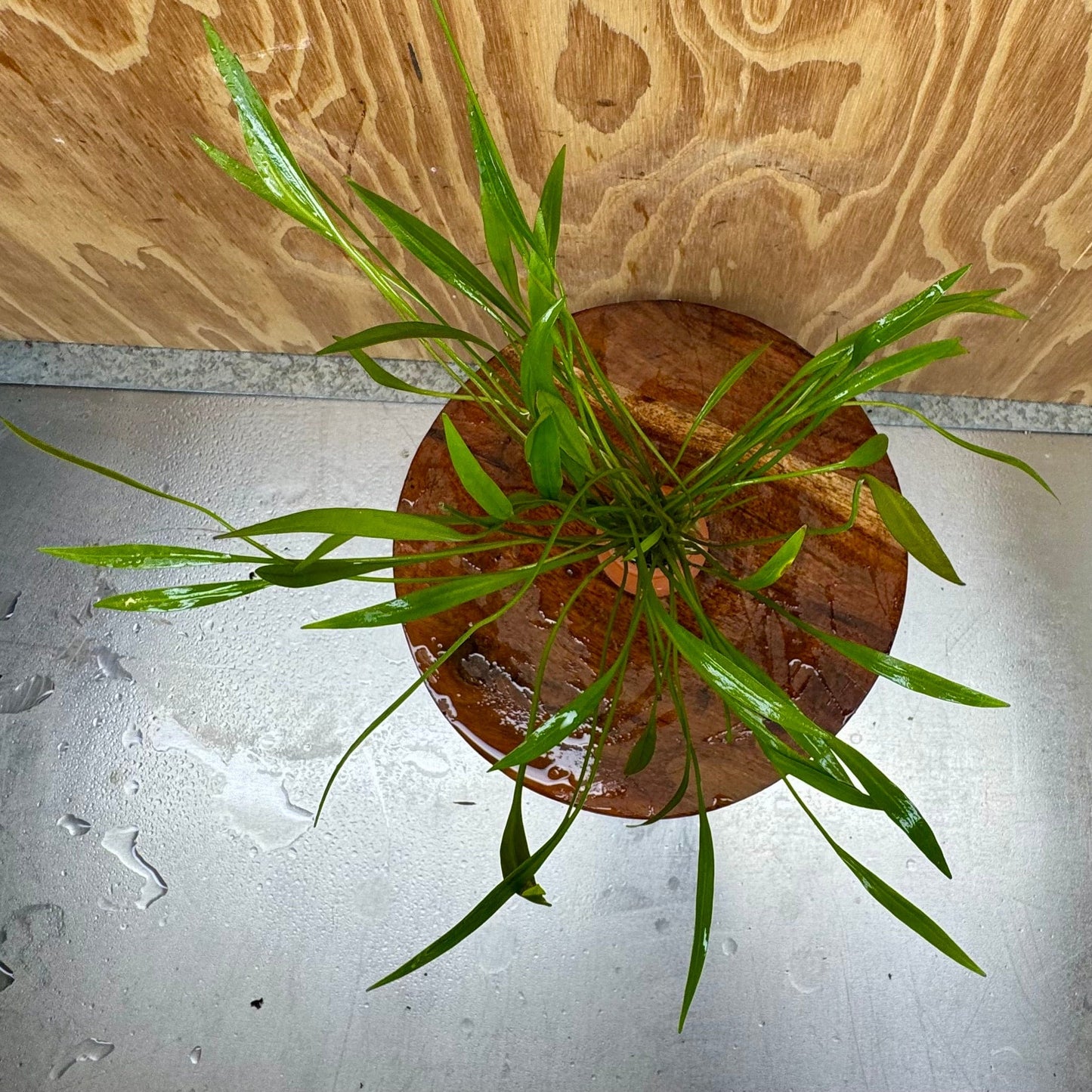 Scapeshop.com.au One Only Echinodorus Latifolius Chain Sword Terracotta Vase Urn - One Only Echinodorus Latifolius Chain Sword Terracotta Vase Urn - One Only