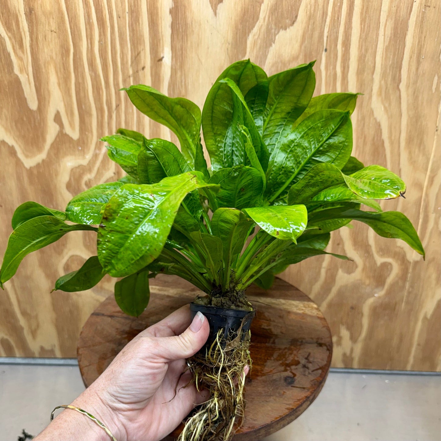 Pisces Enterprises One Only Echinodorus Tropica Extra Large 5cm Pot - One Only Echinodorus Tropica Extra Large 5cm Pot - One Only