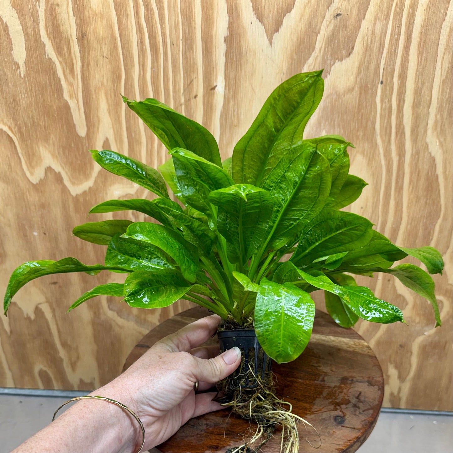 Pisces Enterprises One Only Echinodorus Tropica Extra Large 5cm Pot - One Only Echinodorus Tropica Extra Large 5cm Pot - One Only