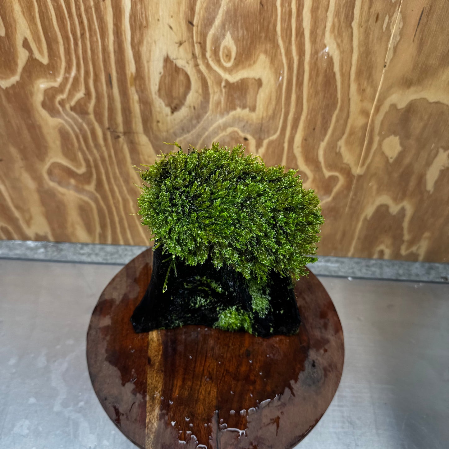 Scapeshop.com.au One Only Flame Moss Log - Shrek's Stump - One Only Flame Moss Log - Shrek's Stump - One Only
