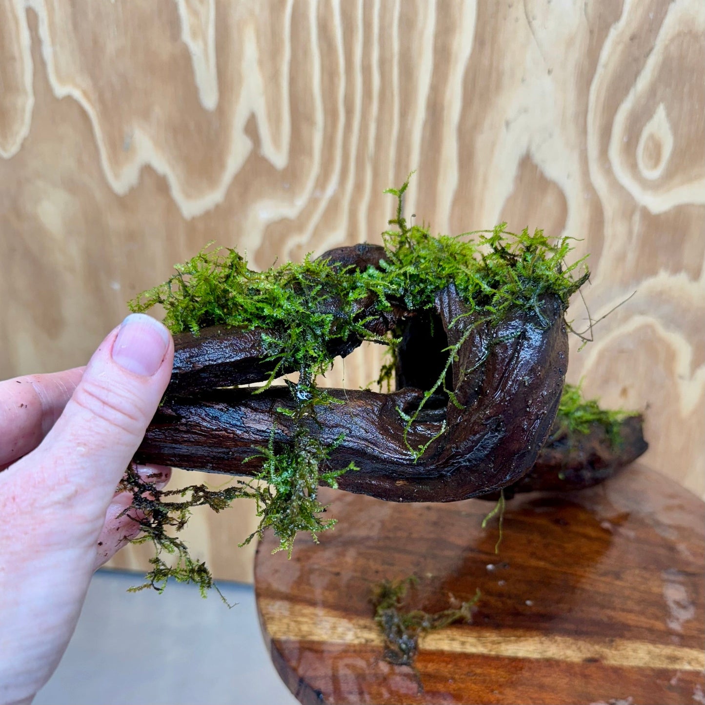 Scapeshop.com.au One Only Fontinalis Log - Large (Java Moss) - One Only Fontinalis Log - Large (Java Moss) - One Only