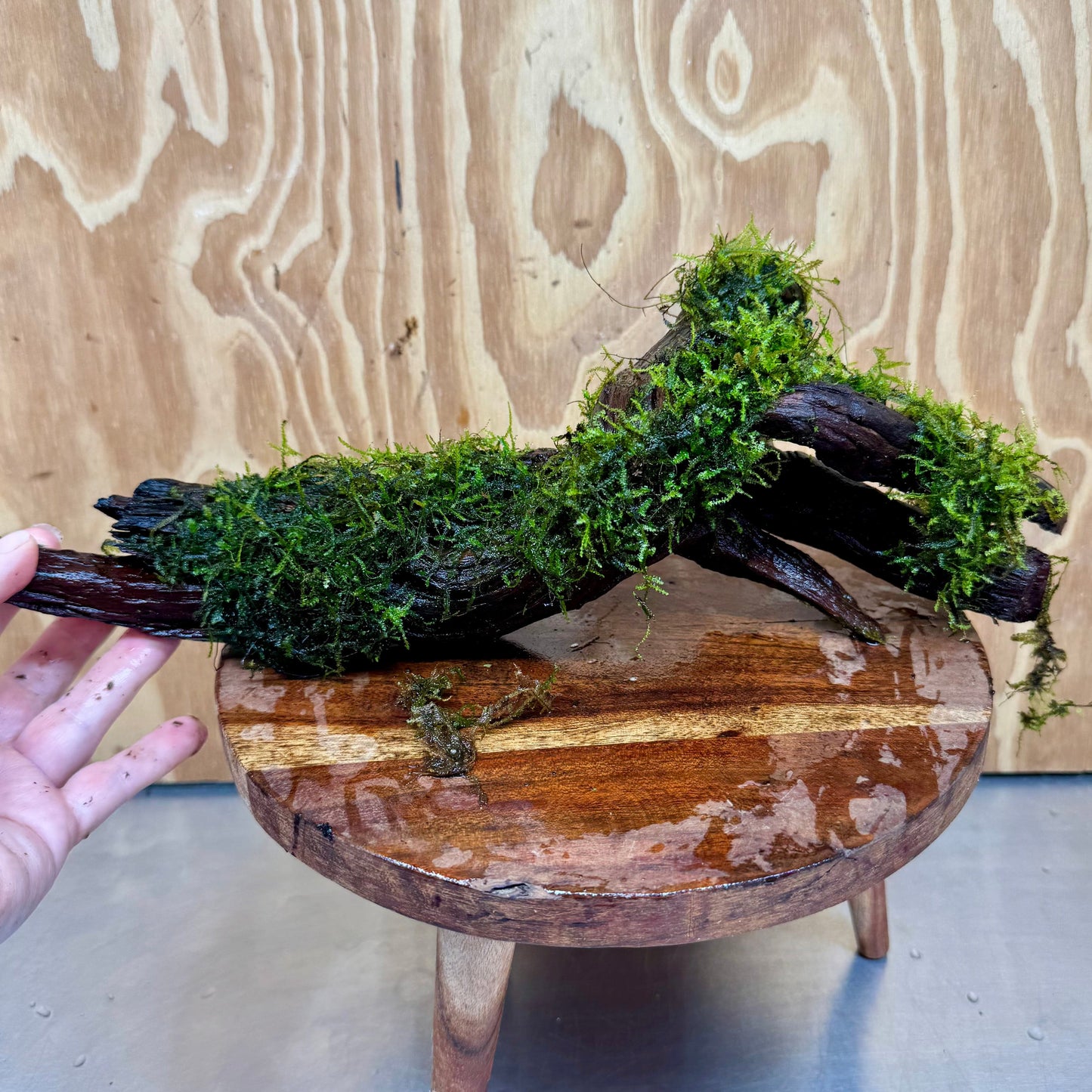 Scapeshop.com.au One Only Fontinalis Log - Large (Java Moss) - One Only Fontinalis Log - Large (Java Moss) - One Only