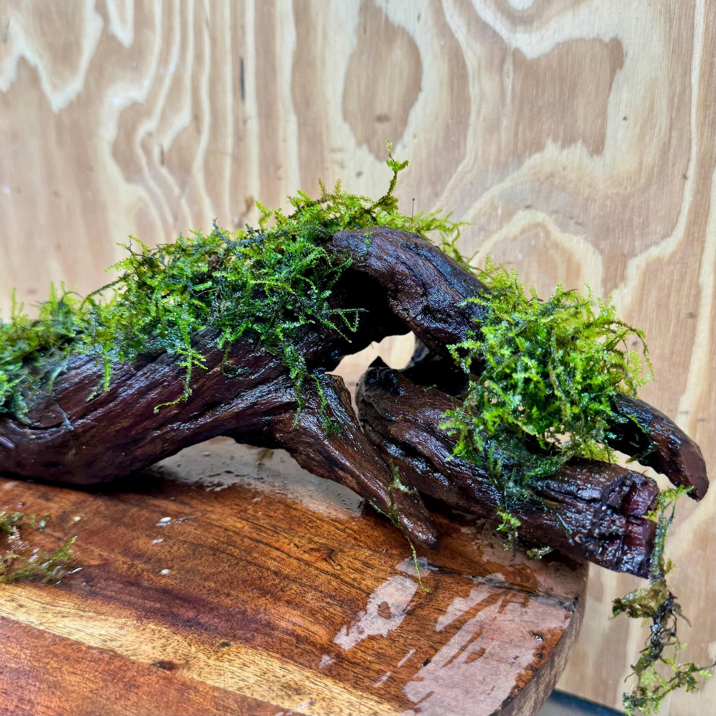 Scapeshop.com.au One Only Fontinalis Log - Large (Java Moss) - One Only Fontinalis Log - Large (Java Moss) - One Only