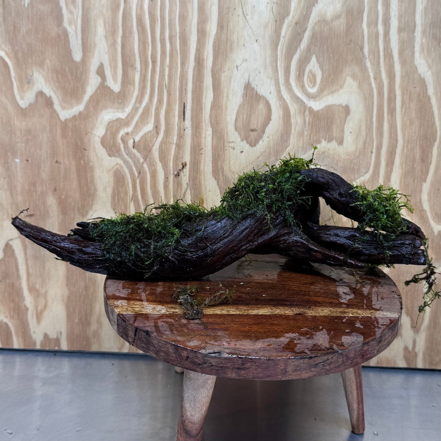 Scapeshop.com.au One Only Fontinalis Log - Large (Java Moss) - One Only Fontinalis Log - Large (Java Moss) - One Only