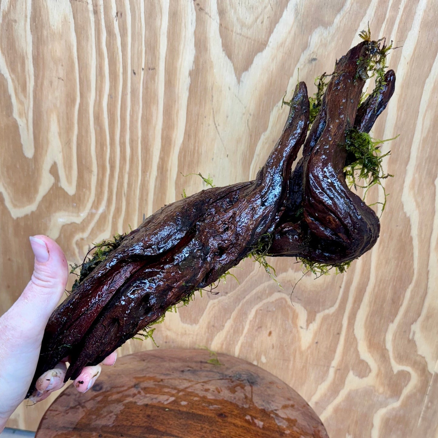 Scapeshop.com.au One Only Fontinalis Log - Large (Java Moss) - One Only Fontinalis Log - Large (Java Moss) - One Only